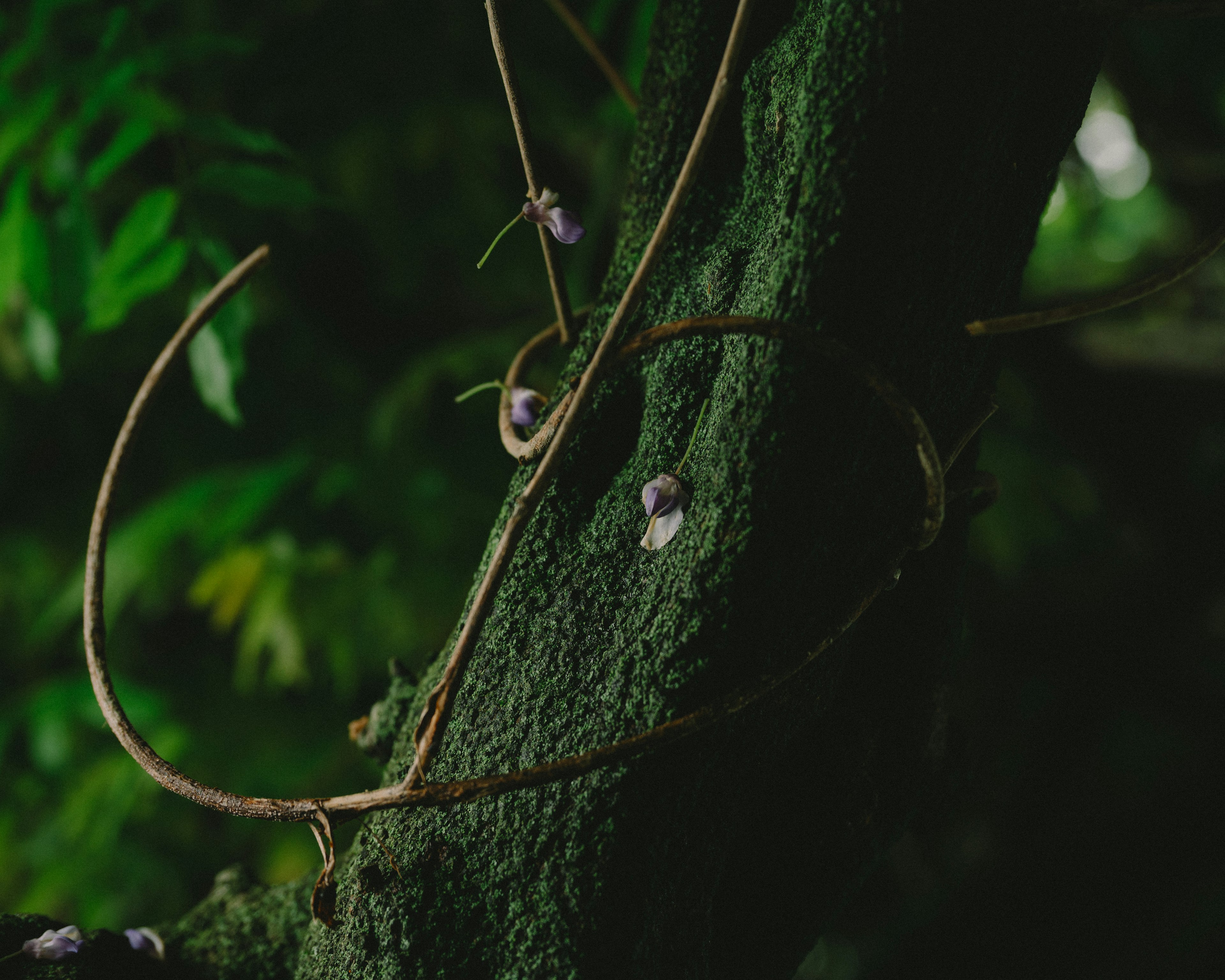 Close-up of vines and small flowers on a green tree trunk