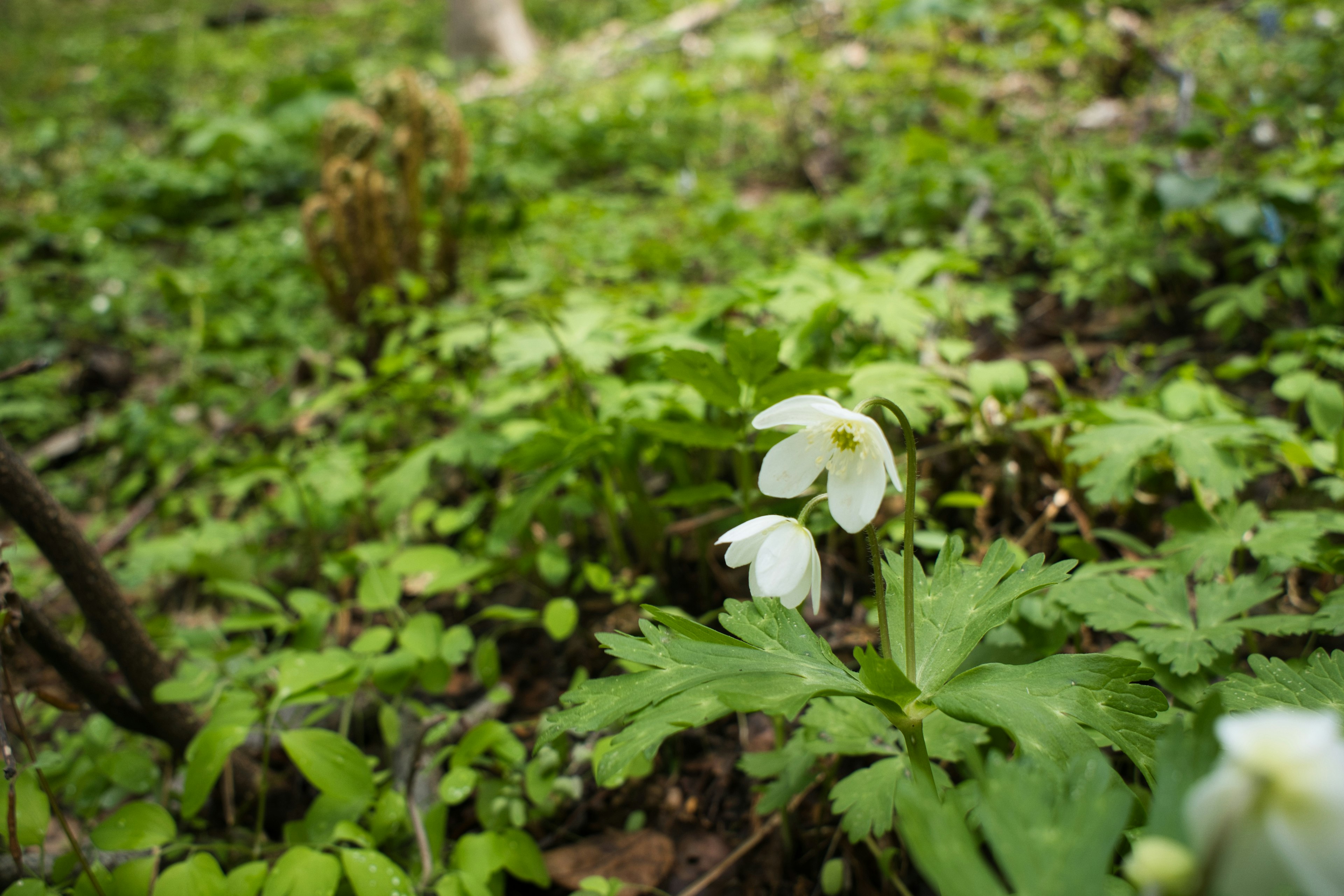 White flowers blooming in a forest with green foliage