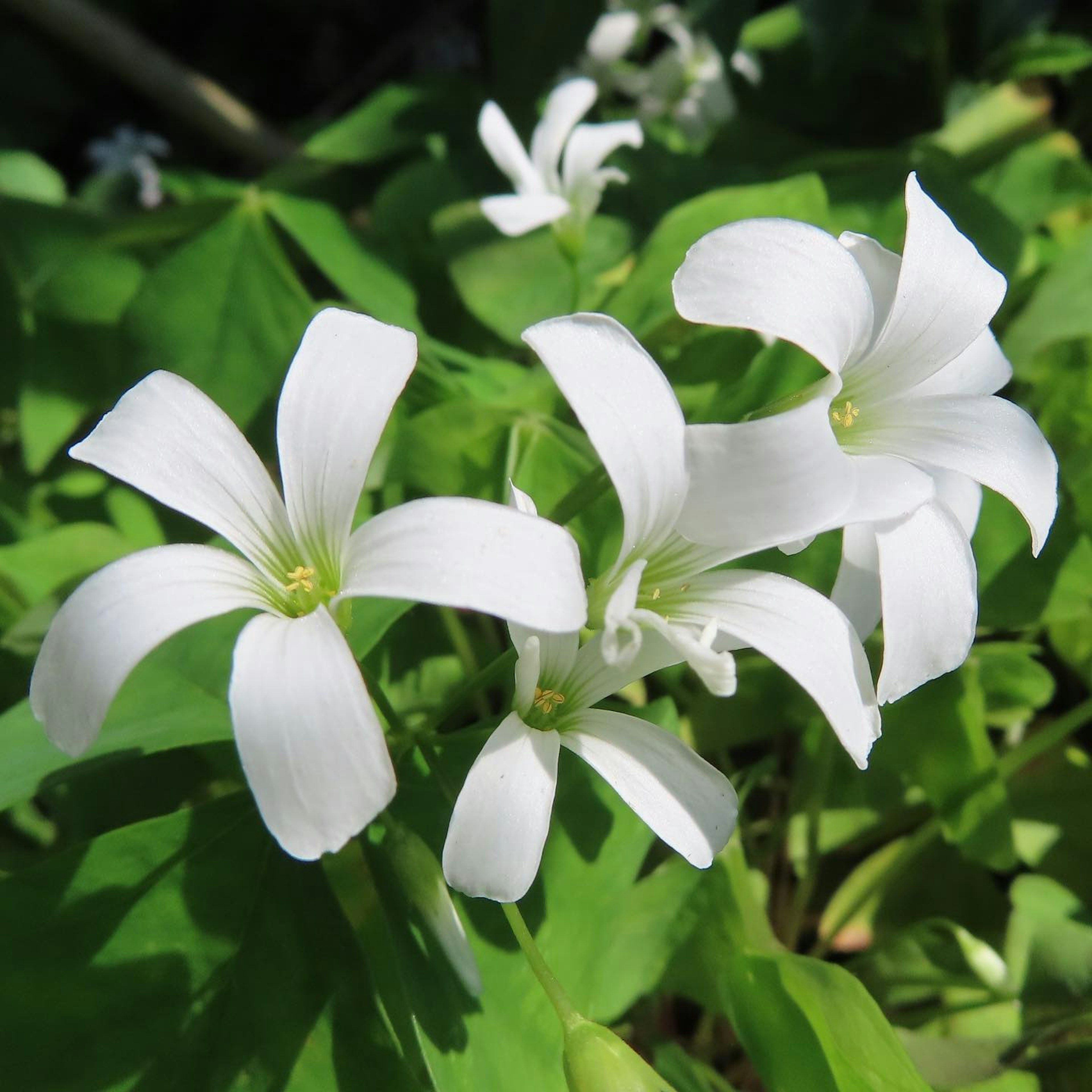 白い花が緑の葉の中で咲いている