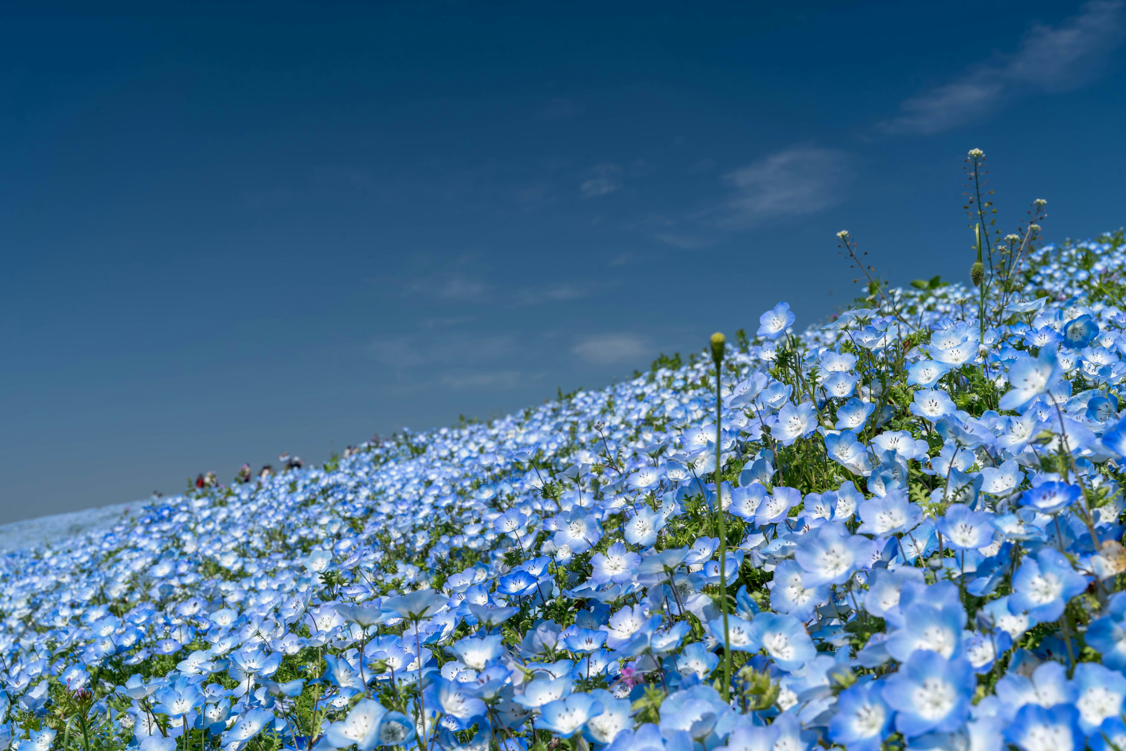 Hill covered with blue flowers under a clear sky