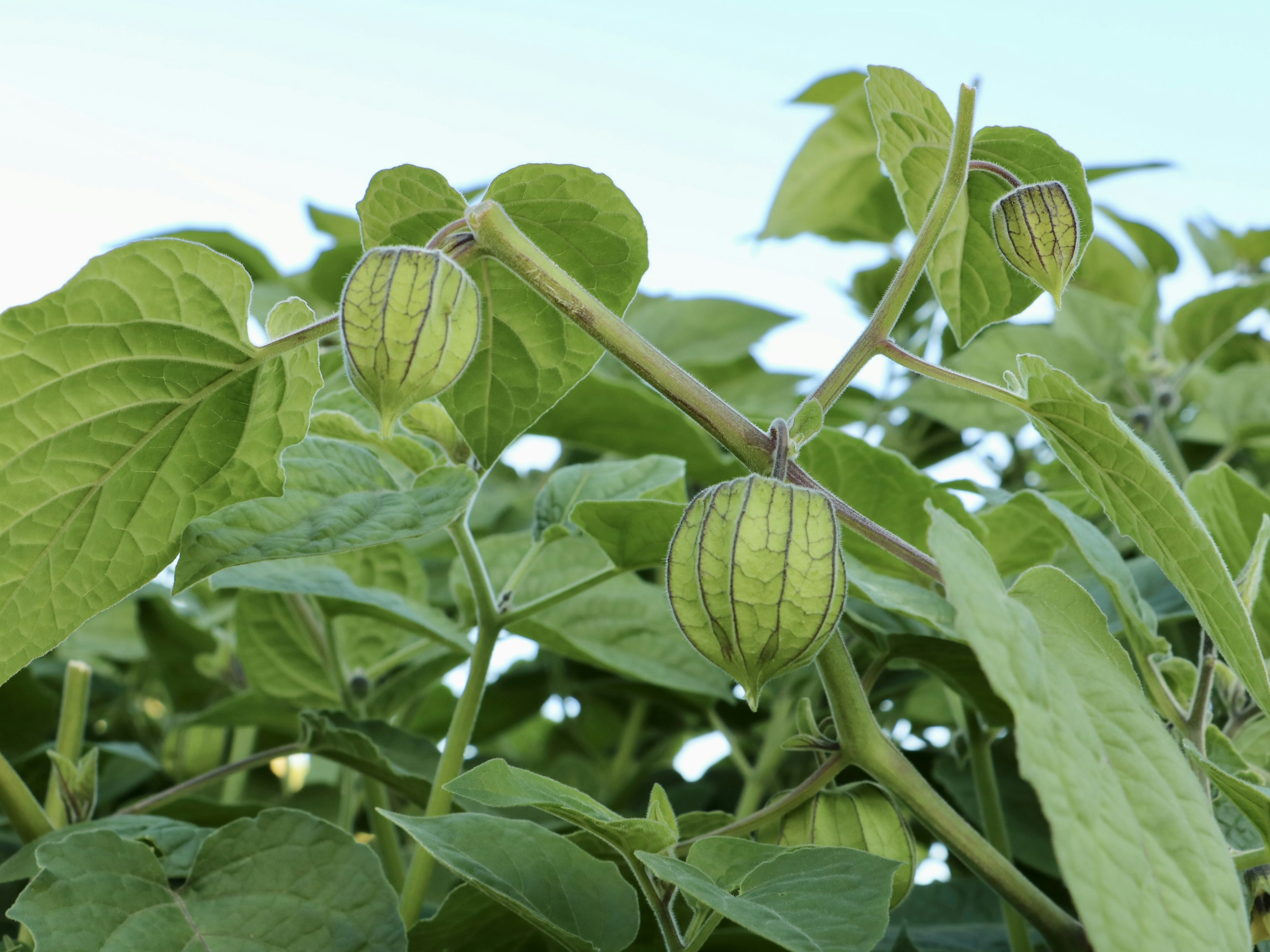 Kedekatan buah tomatillo hijau yang tumbuh di antara daun hijau subur