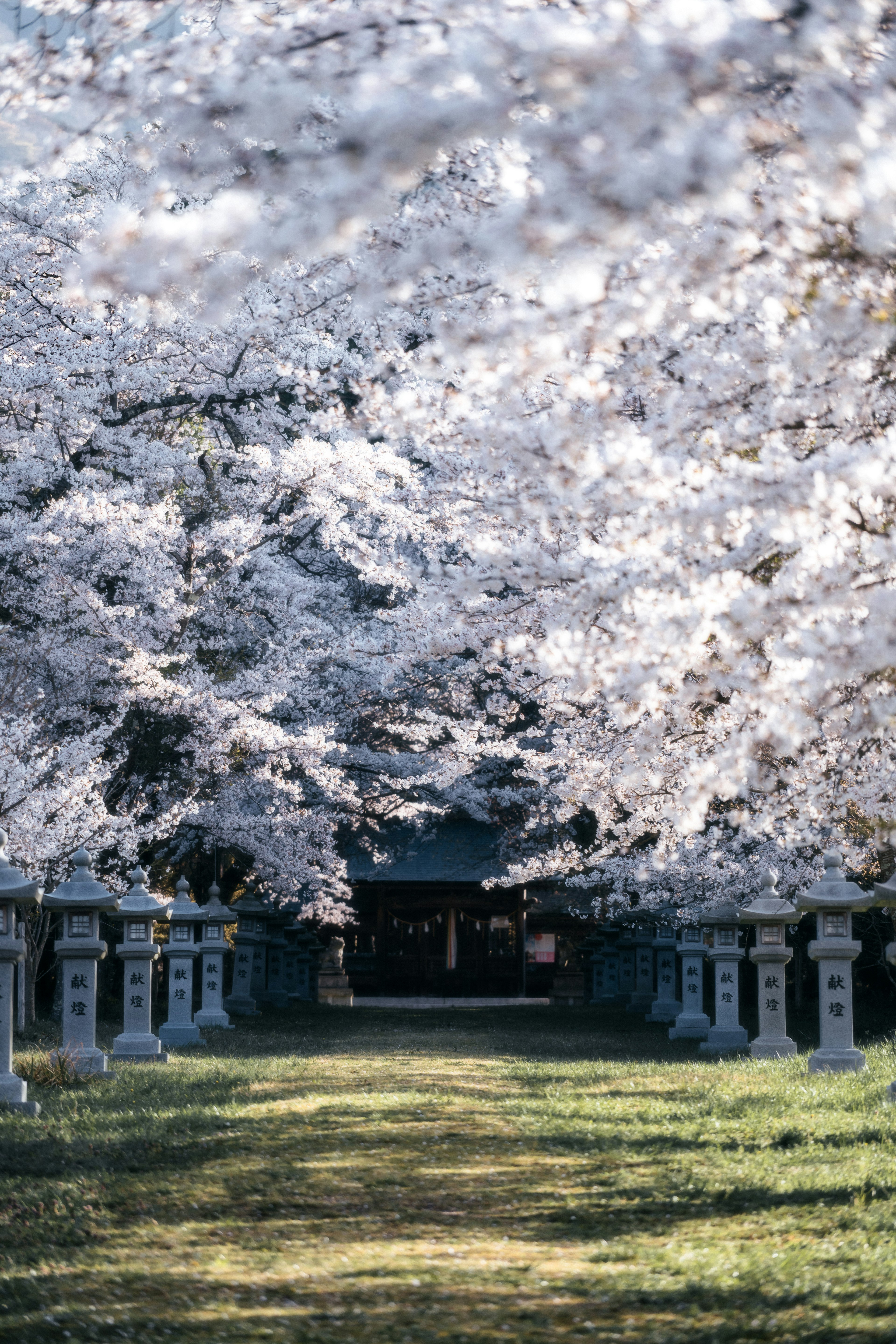 Sentiero fiancheggiato da alberi di ciliegio in fiore e lanterne di pietra