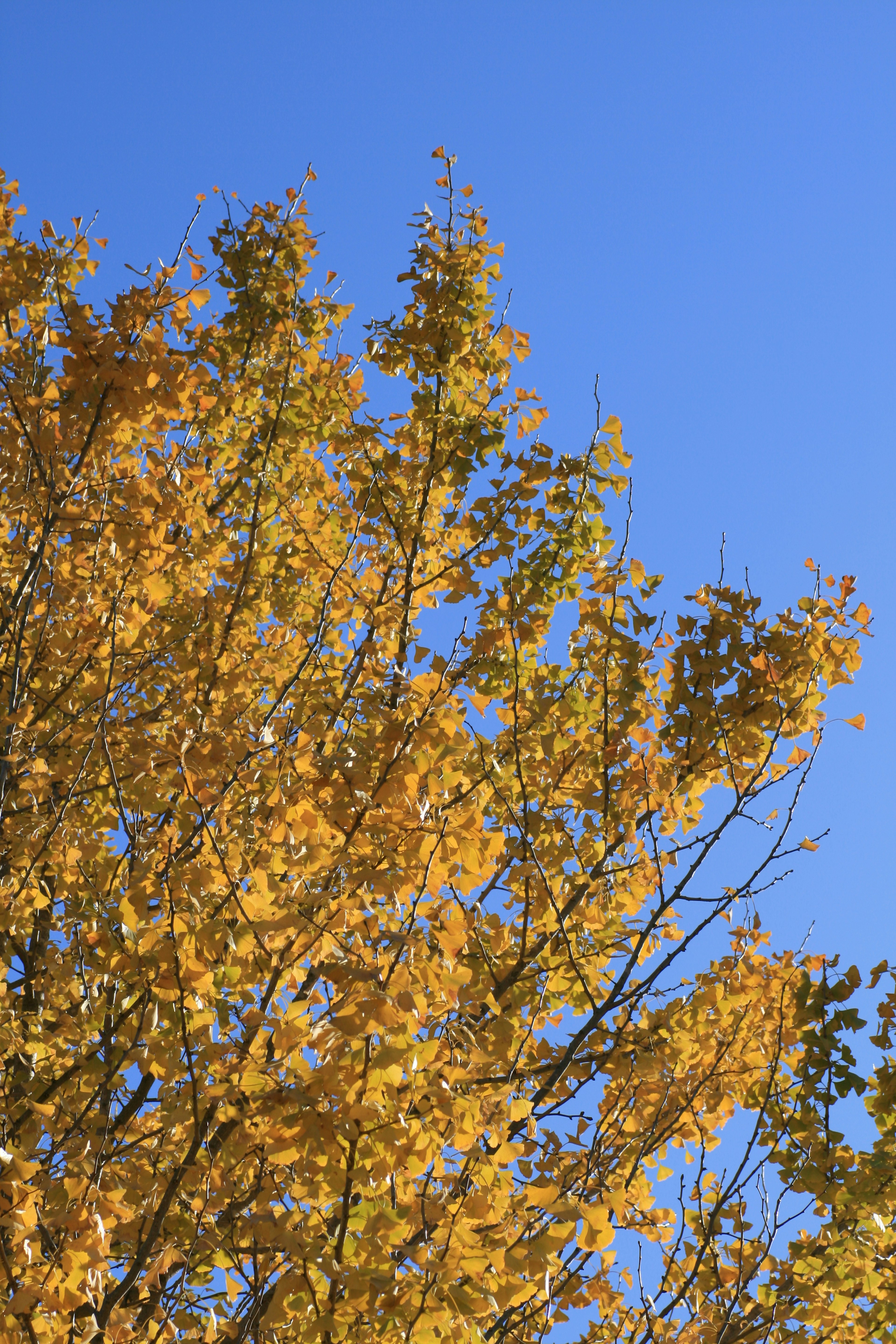 Tree branches with golden leaves under a blue sky