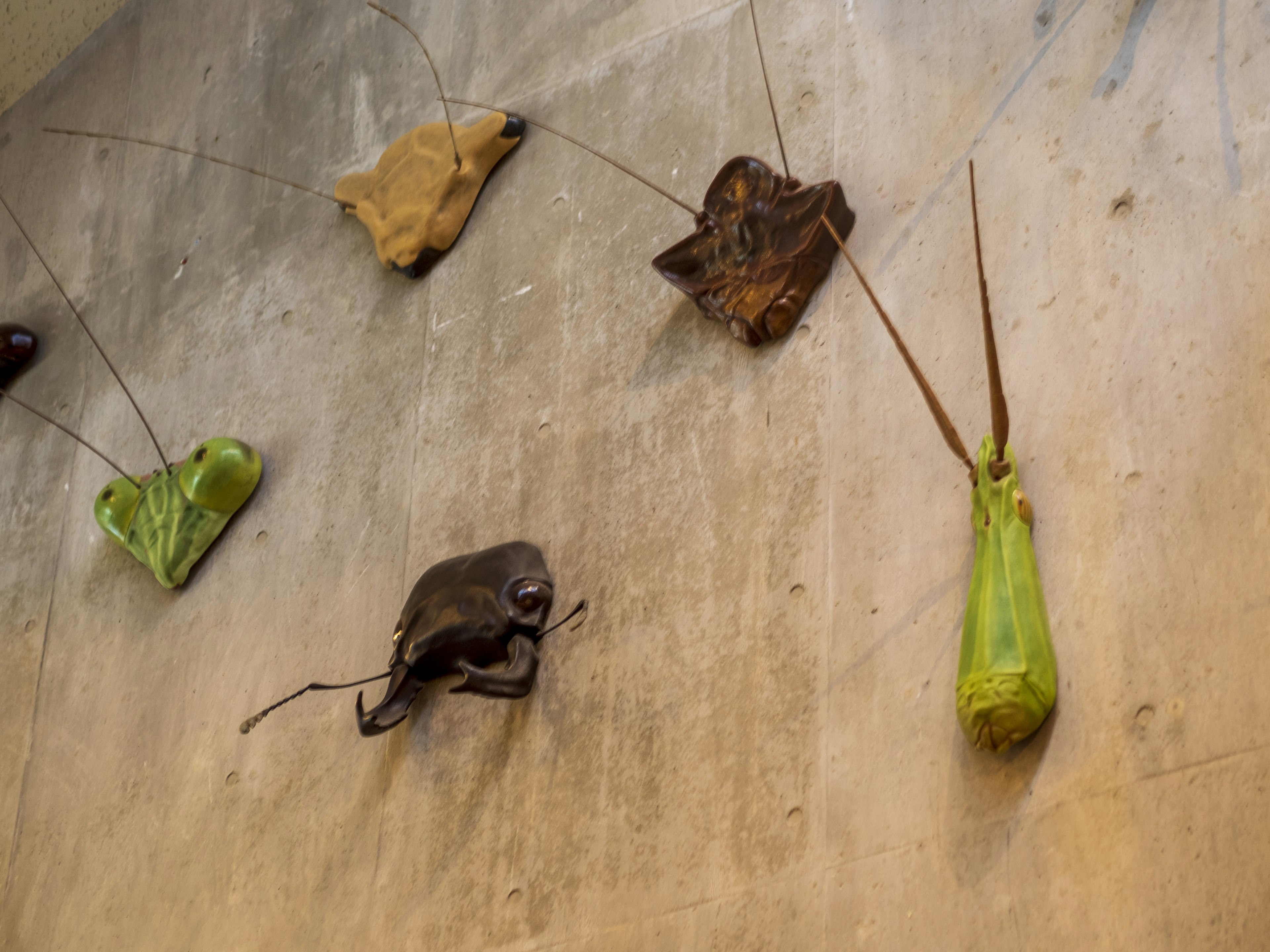 Display of insect specimens hanging on a wall