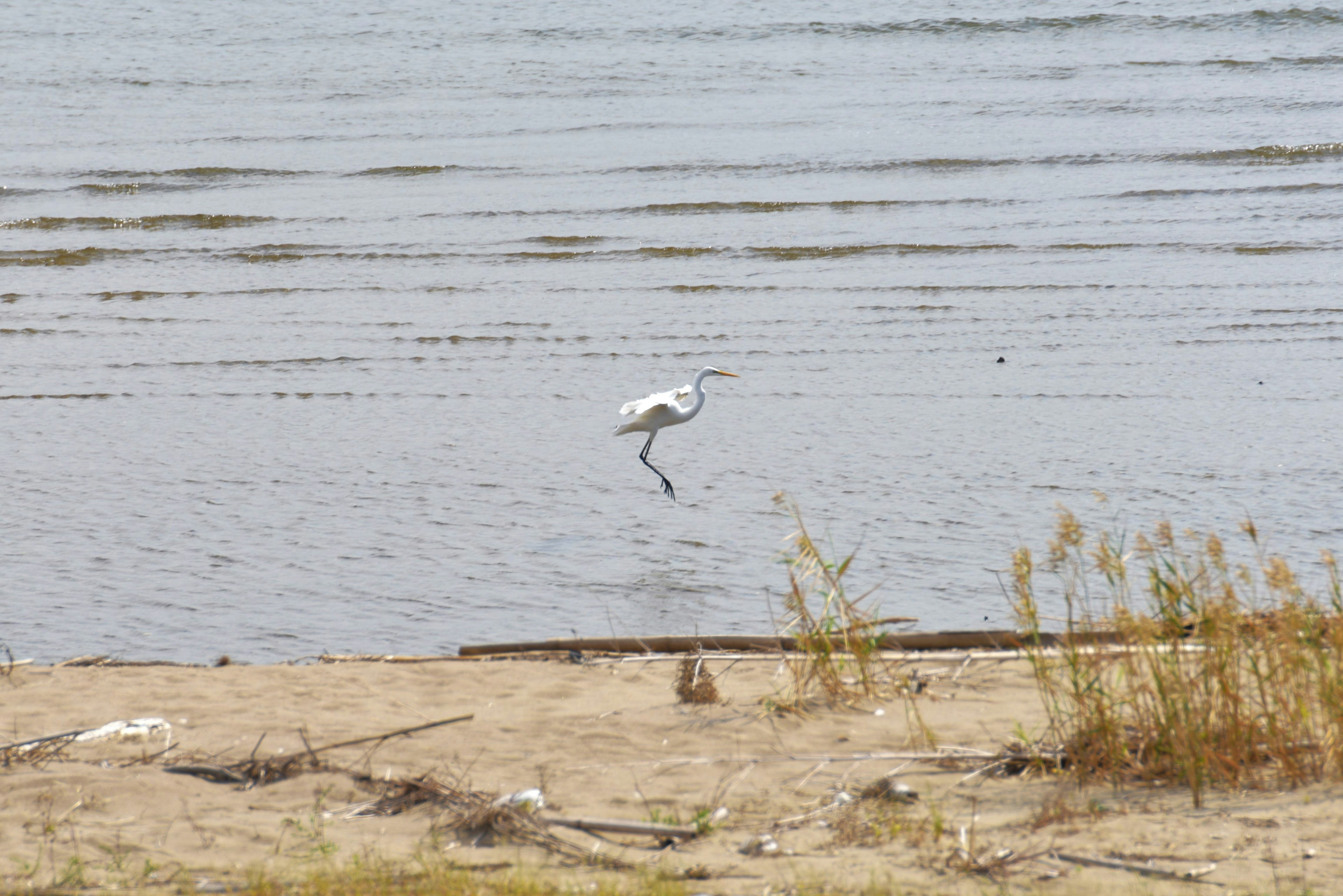 A white heron standing by the water's edge