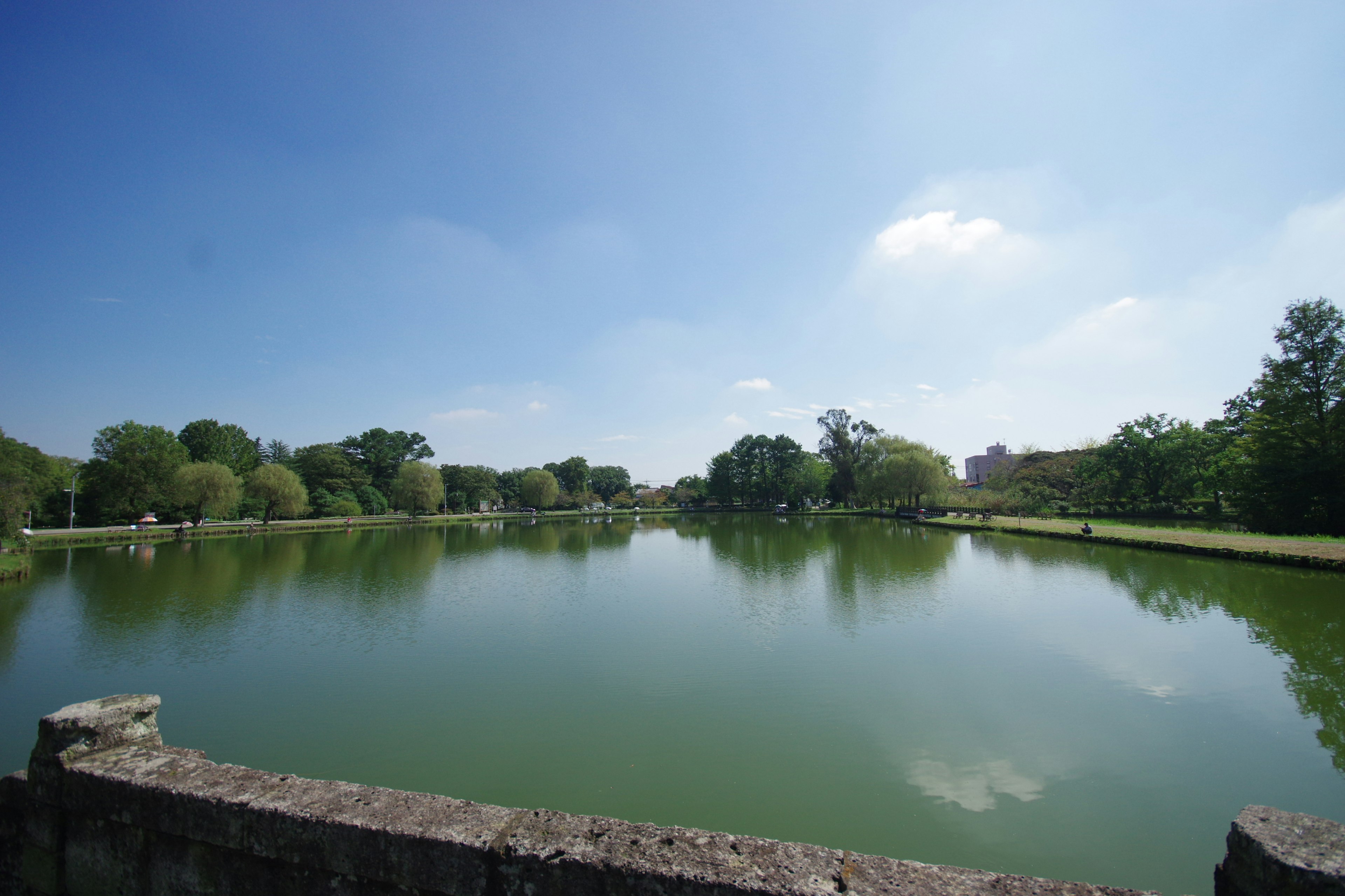 Serene pond surrounded by lush greenery and clear blue sky