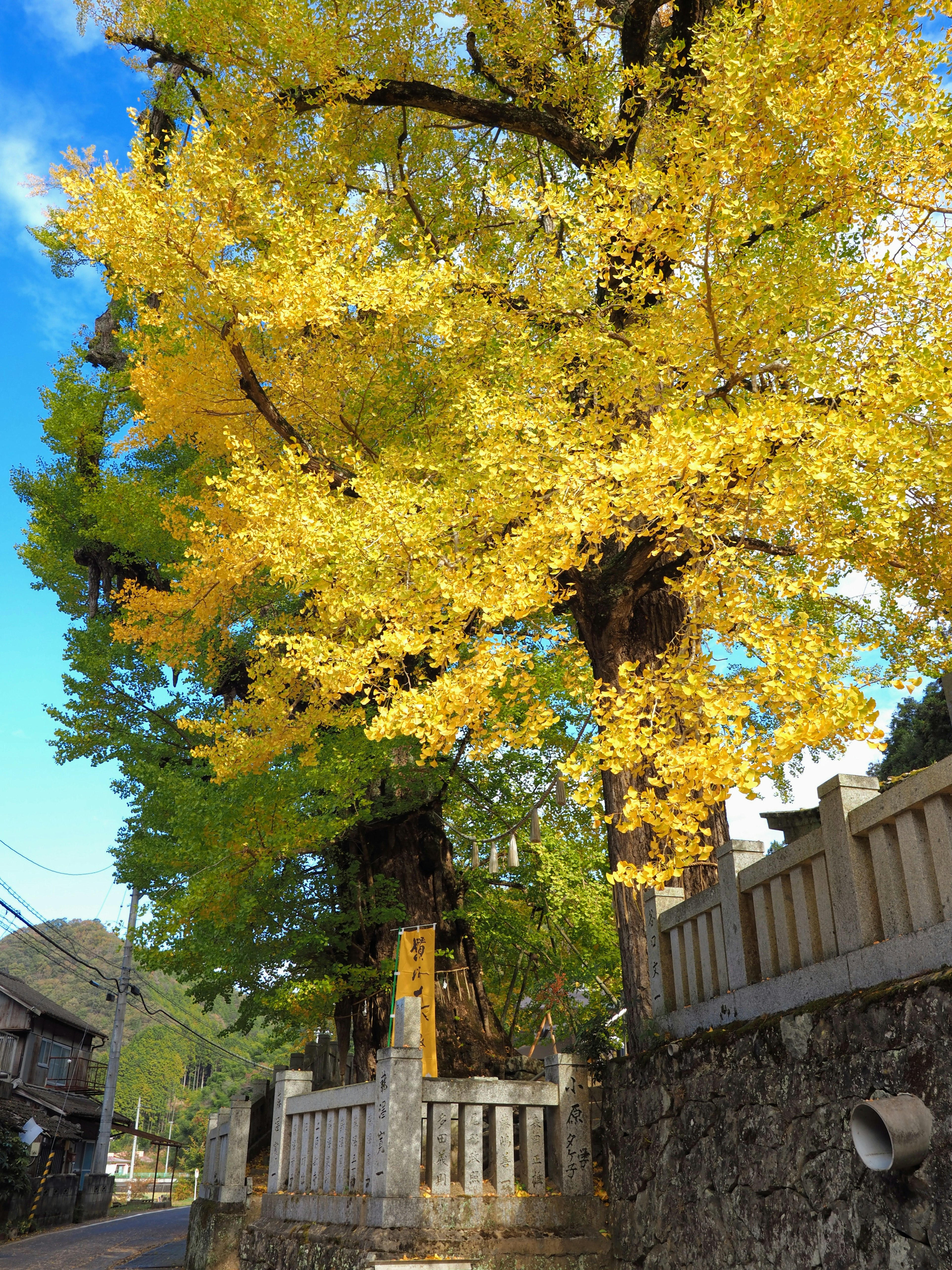 Albero di ginkgo giallo vibrante sotto un cielo blu