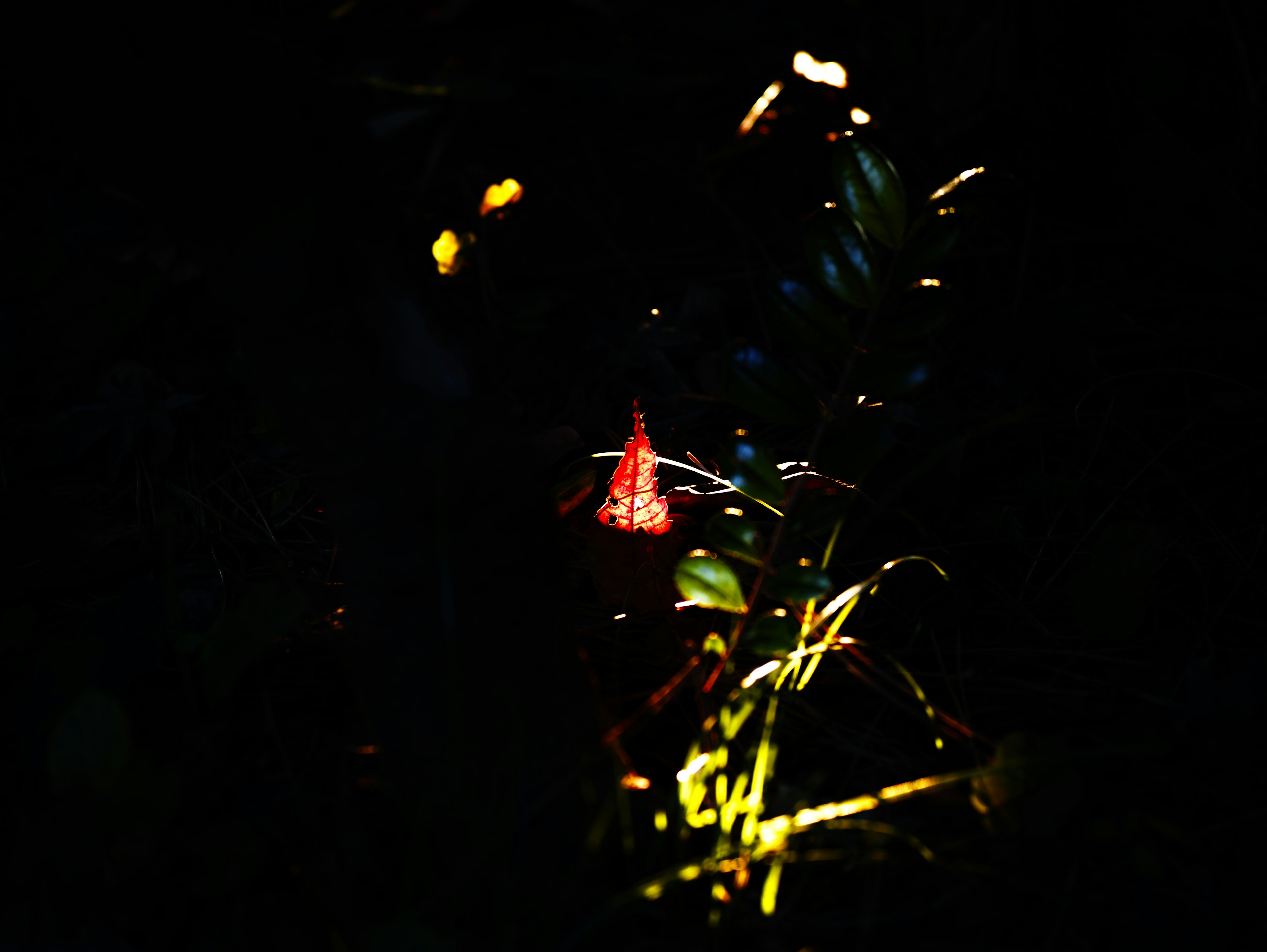 暗い背景に赤い光が輝く植物の中の風景