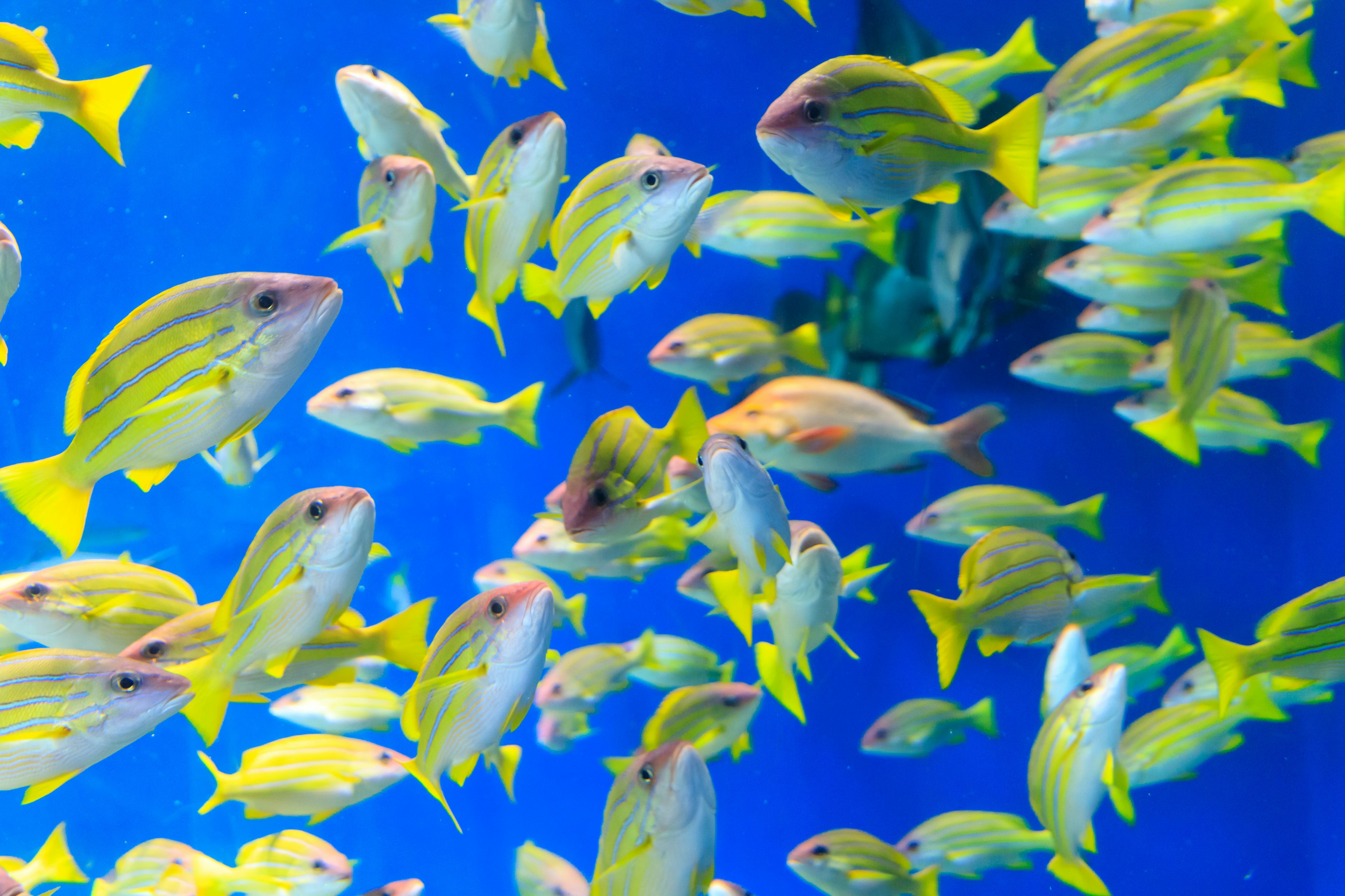 Ein lebhafter Schwarm gelber Fische schwimmt in einem blauen Aquarium