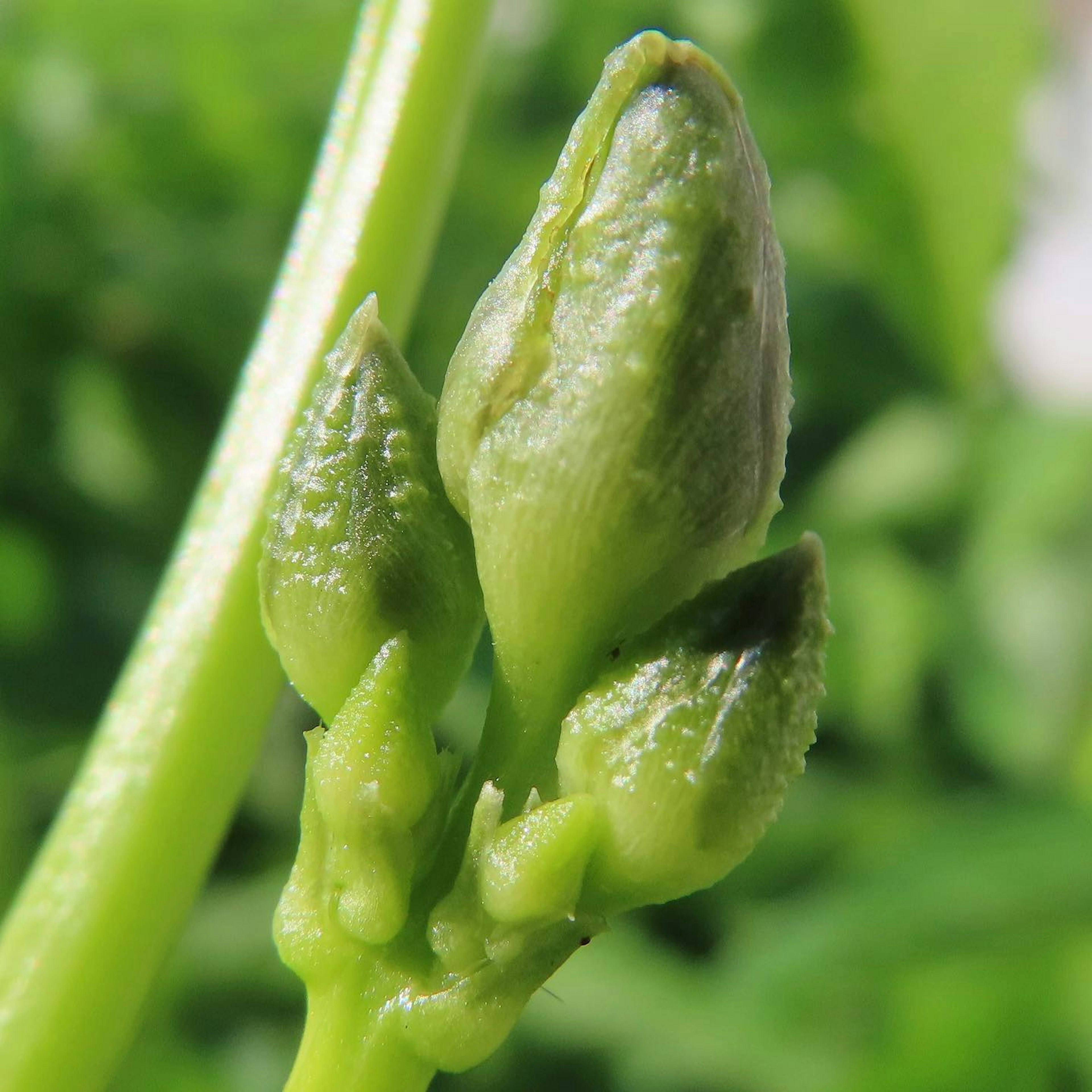 綠色植物芽的特寫，聚集在一起