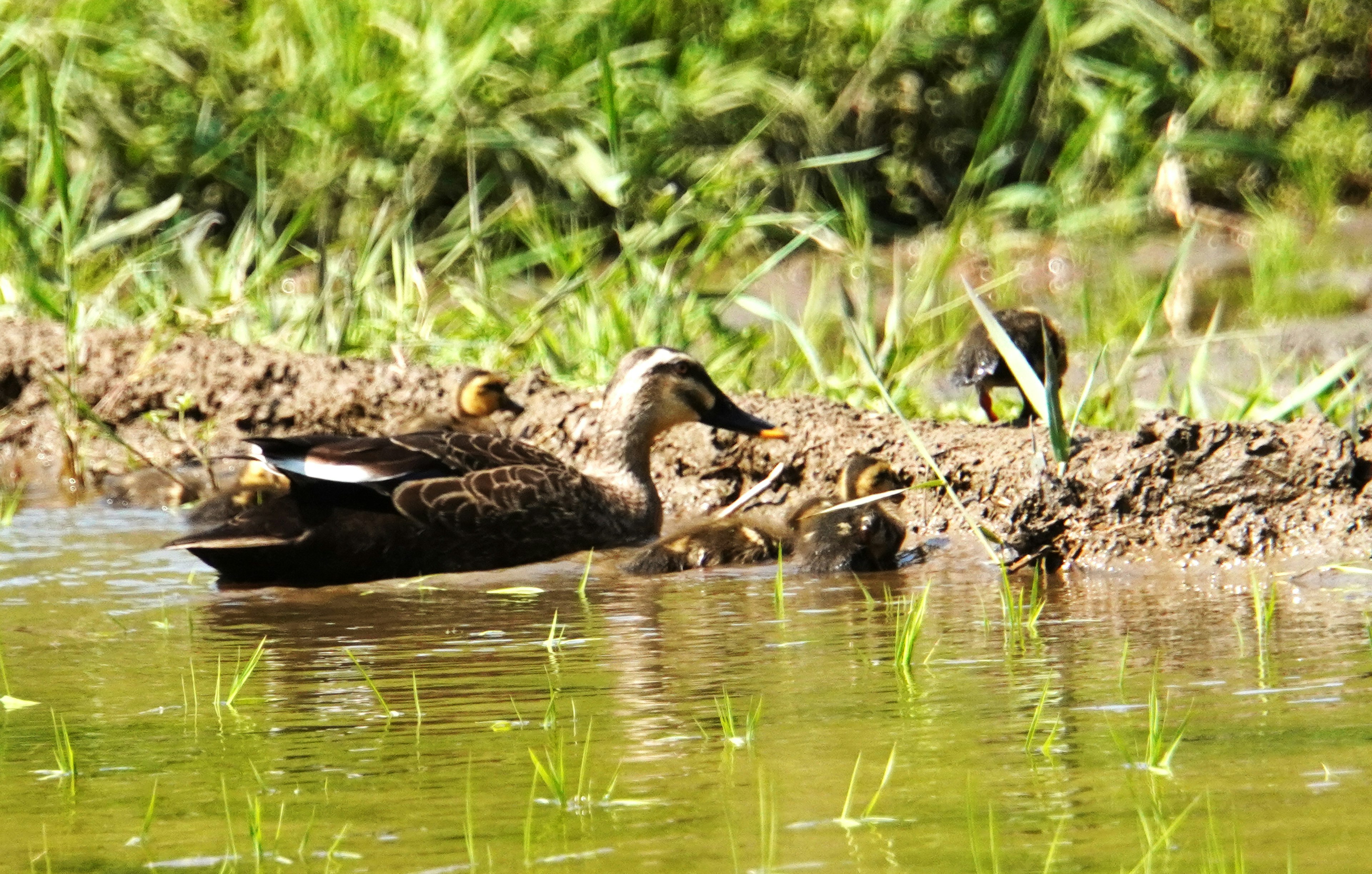 A duck swimming in a pond surrounded by grass