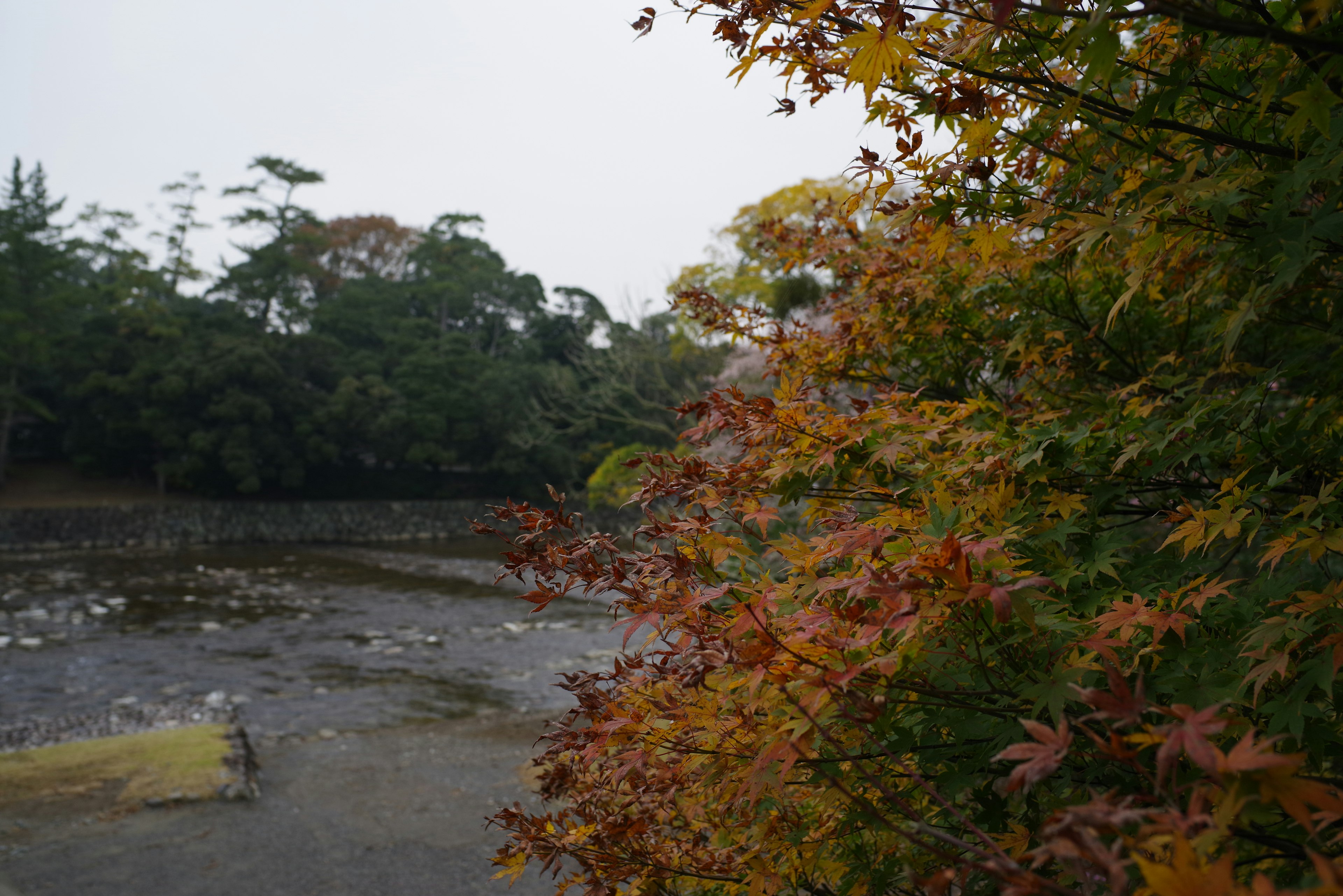 川の近くにある紅葉した木々の風景