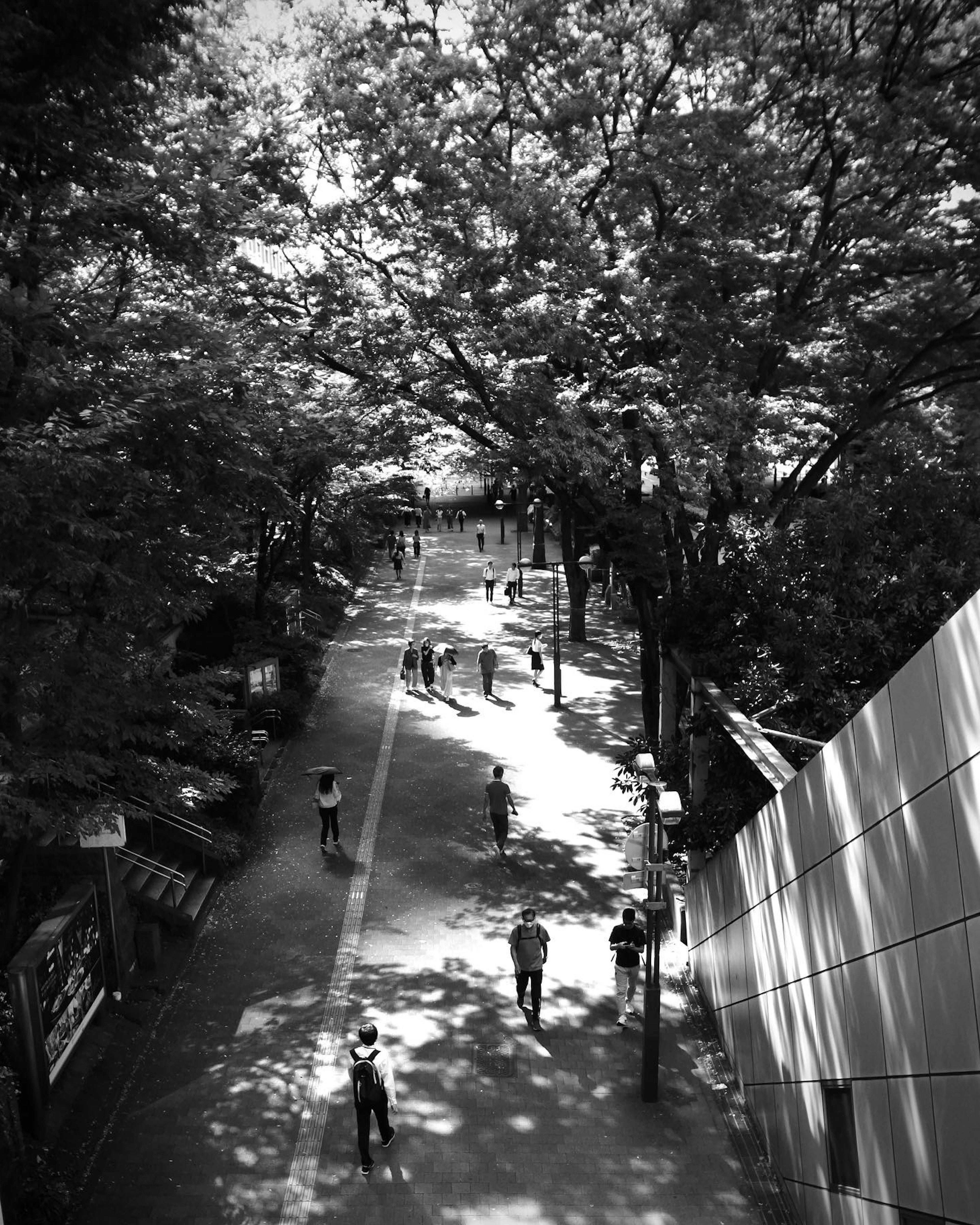 Scène en noir et blanc d'une rue bordée d'arbres avec des personnes marchant