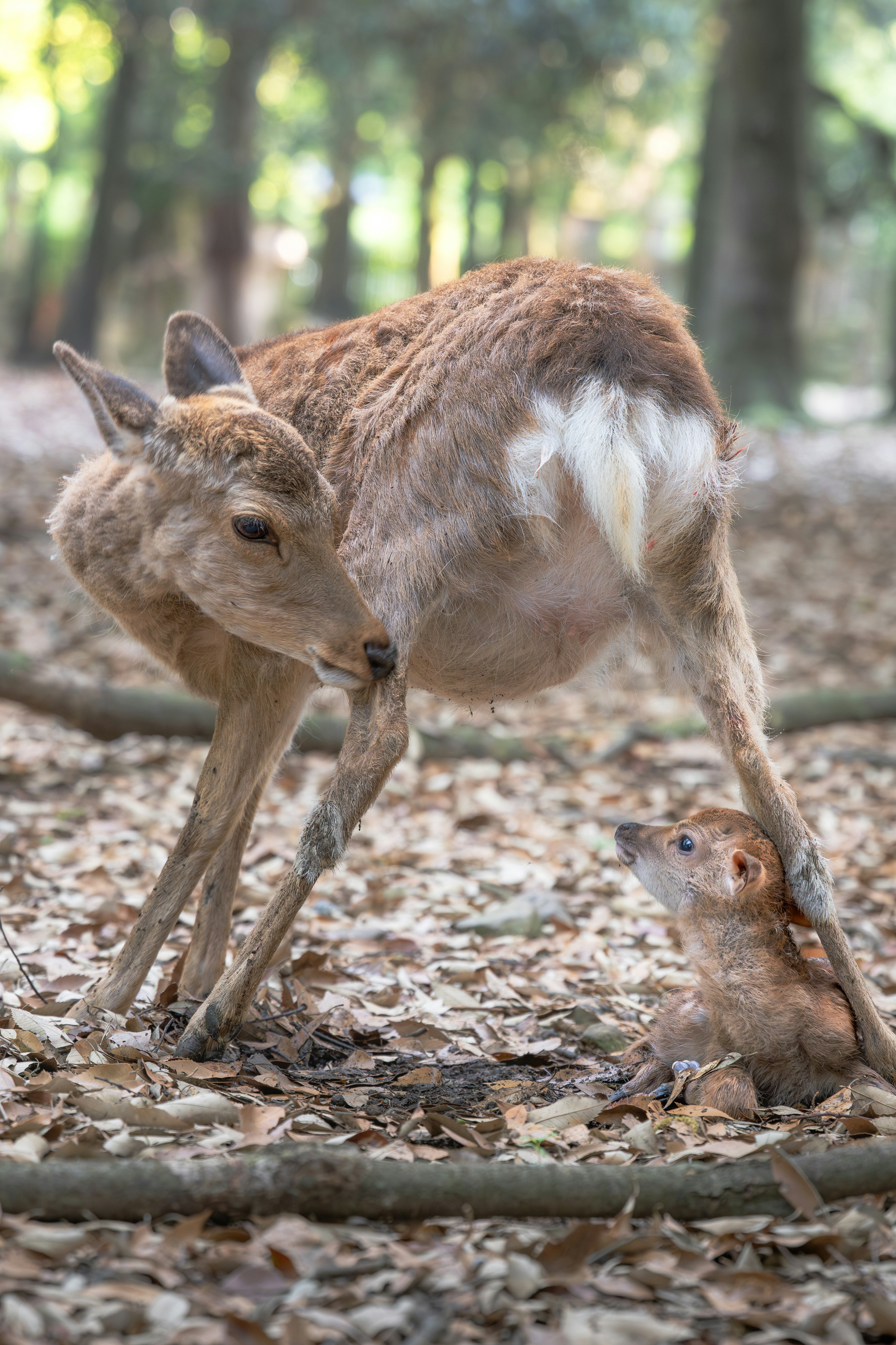 A small deer and its fawn in a forest setting surrounded by fallen leaves