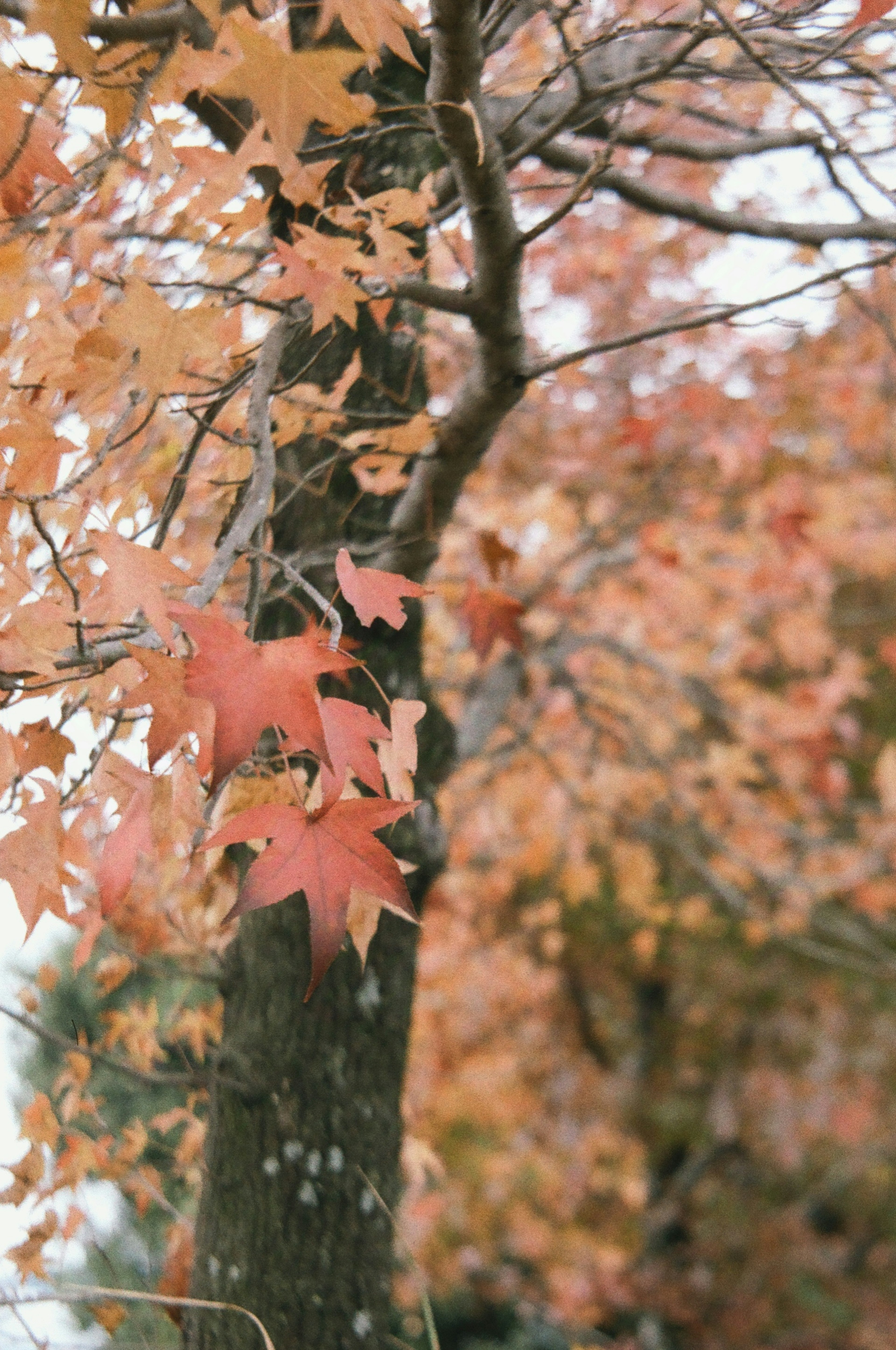 Tree trunk with autumn leaves in shades of orange and red