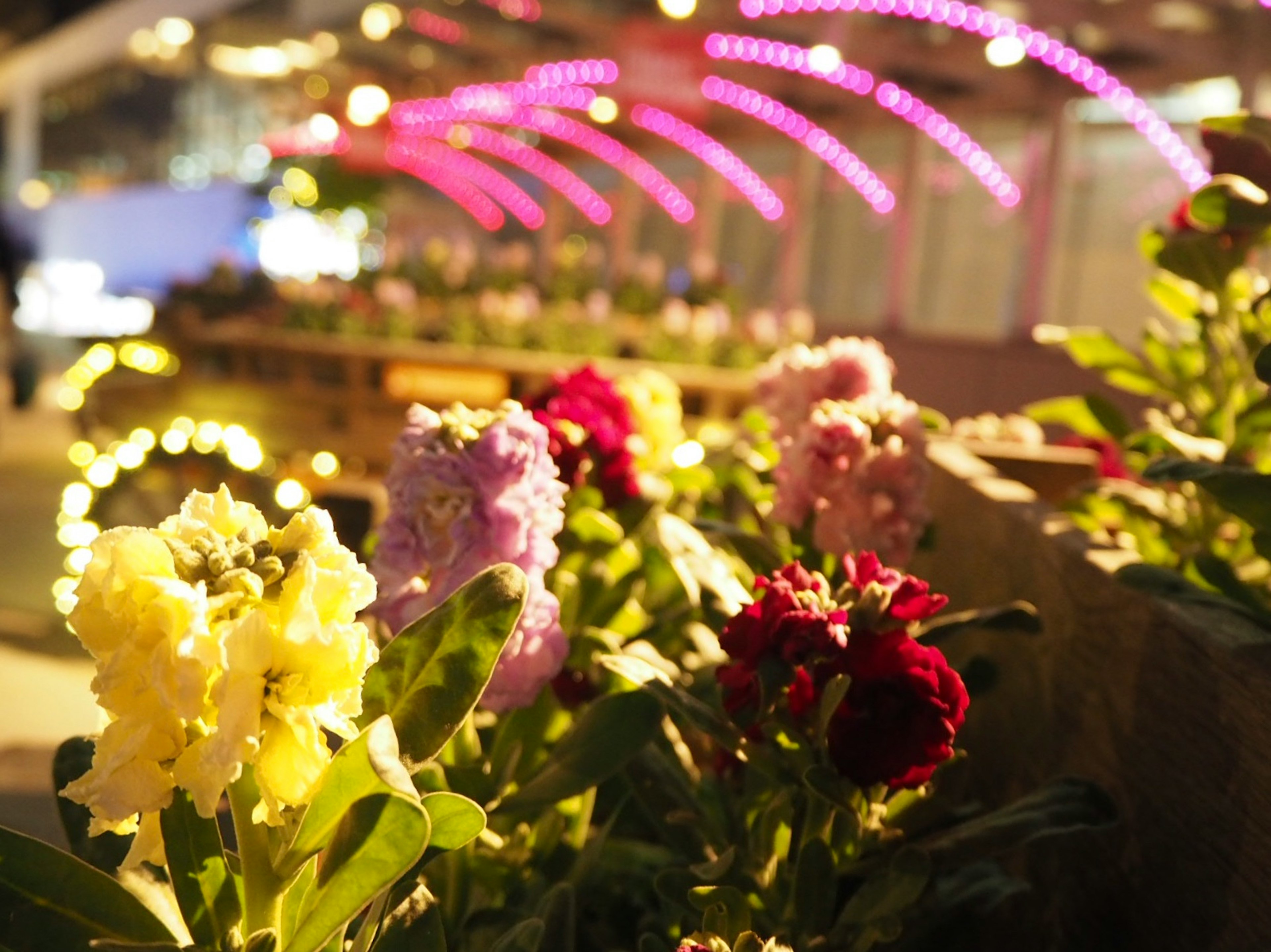 鮮やかな花々が並ぶ温室の内部でピンクのライトが輝く