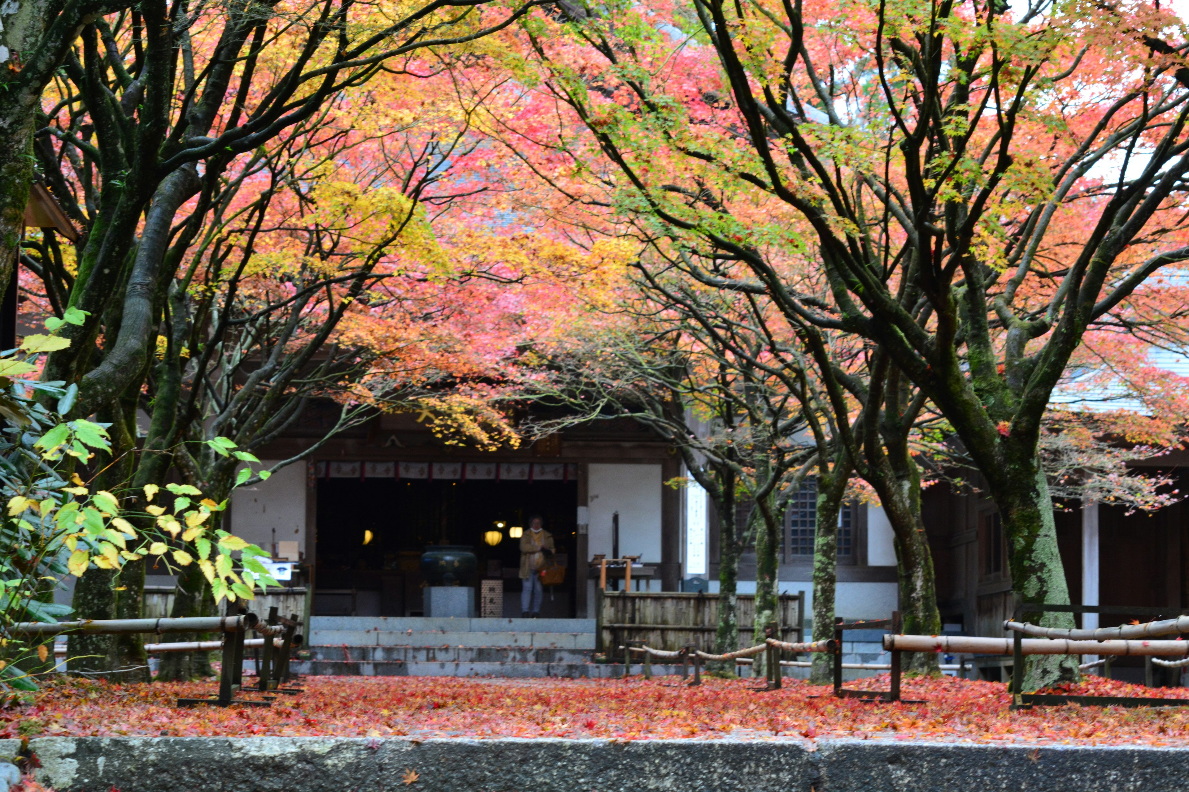 鮮やかな紅葉に囲まれた伝統的な建物の風景