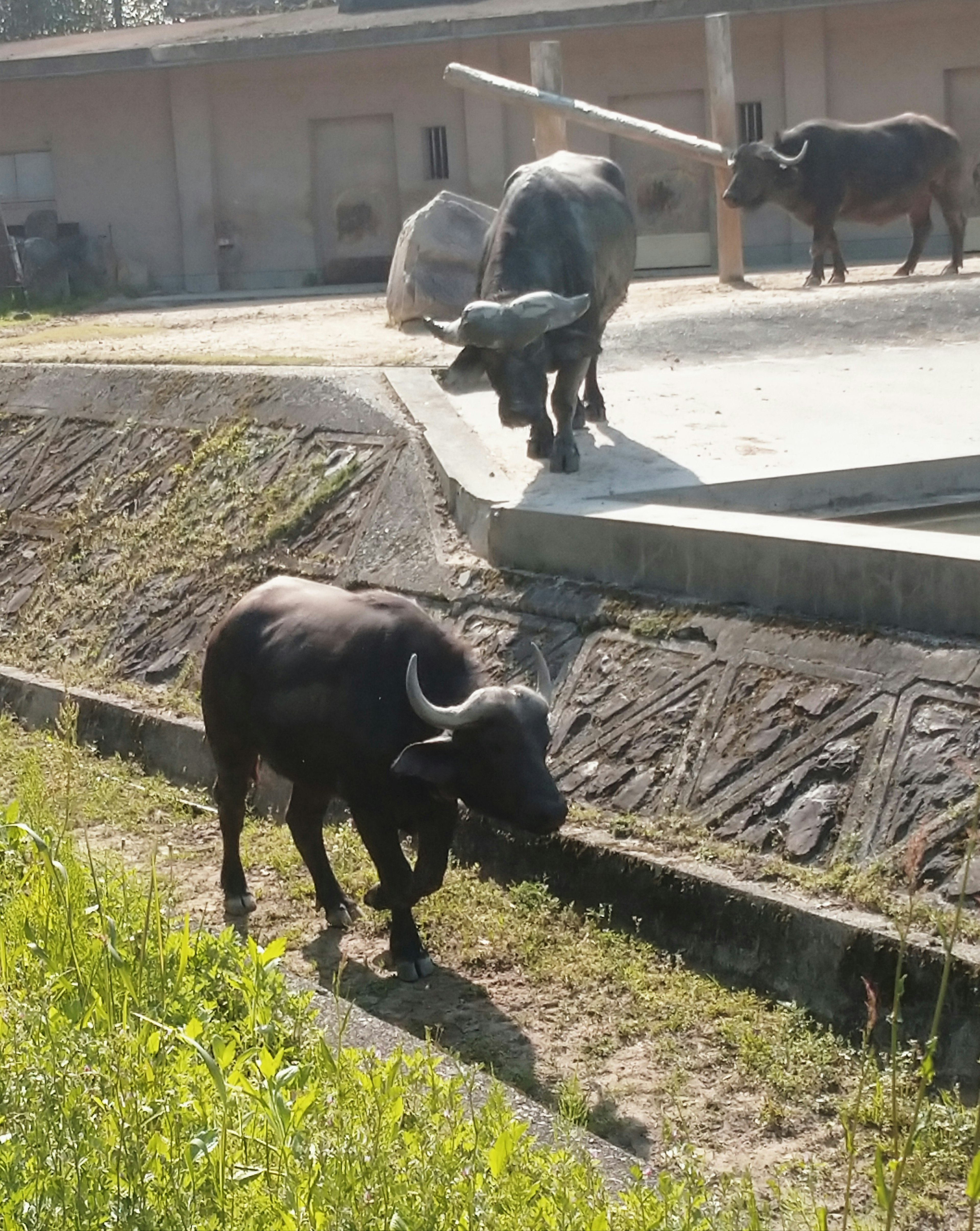 A water buffalo walking on grassy land with another buffalo in the background