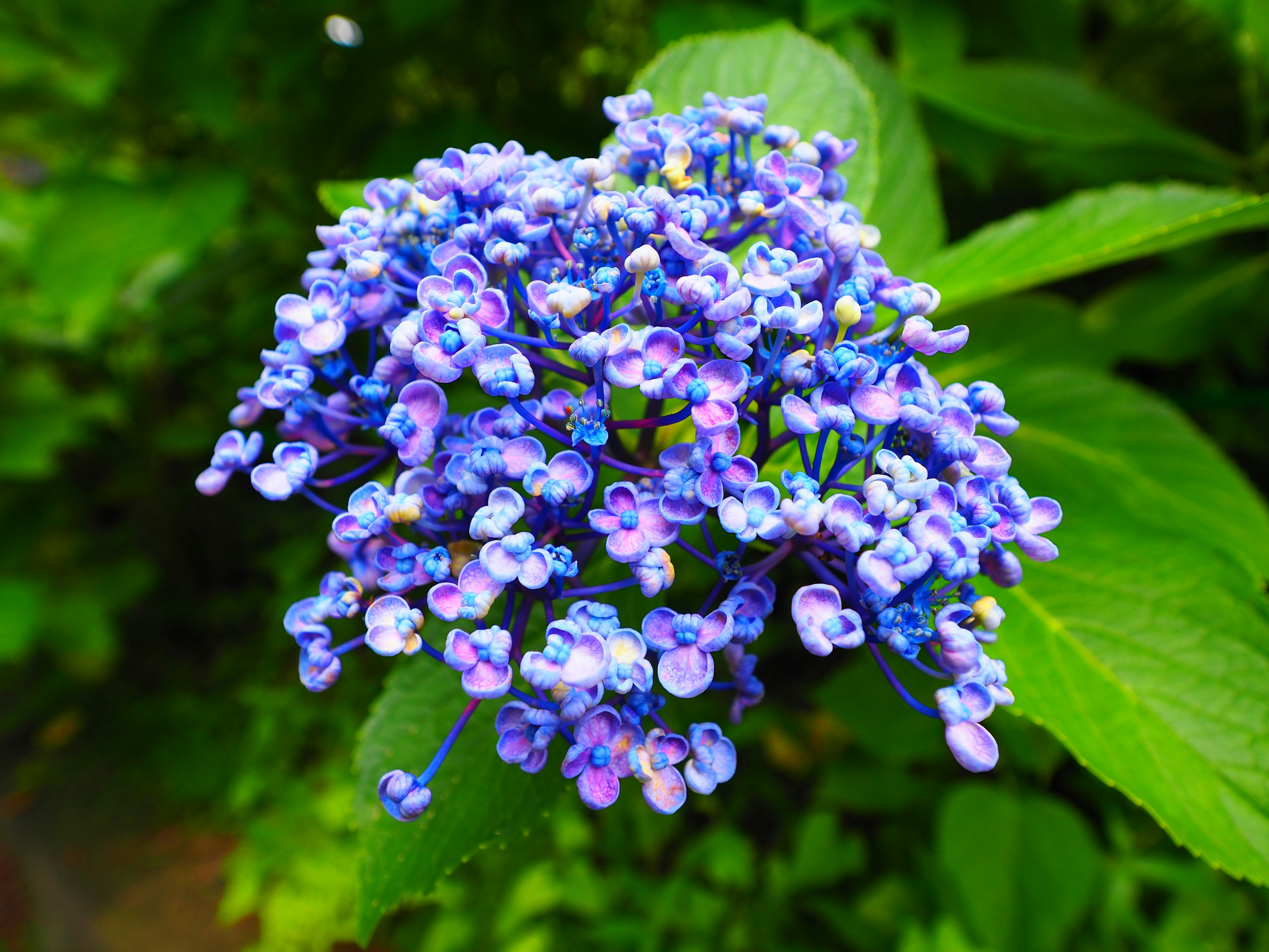 Mazzo di bellissime fiori blu-viola circondato da foglie verdi