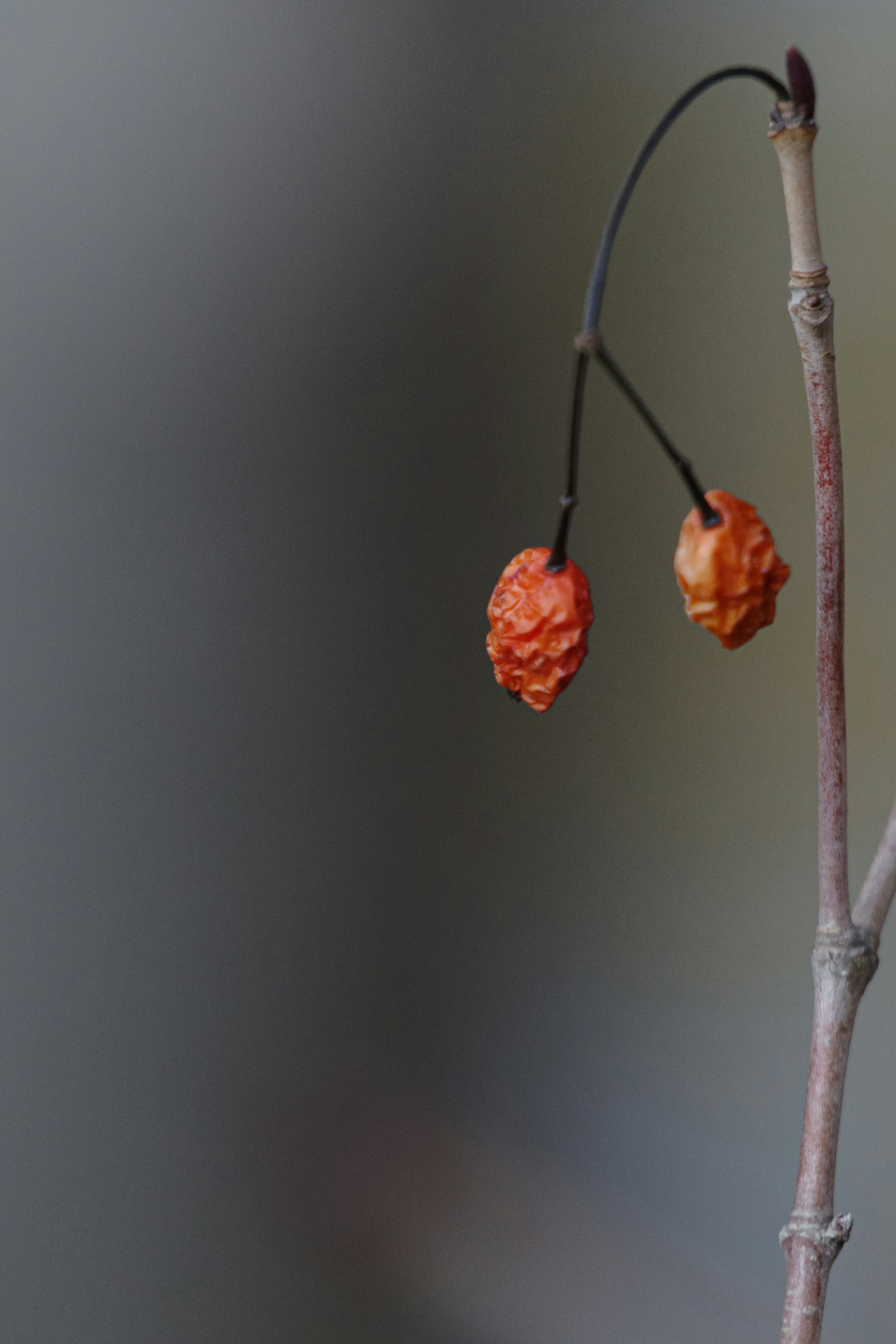 Zwei orange Früchte hängen von einem schlanken Ast