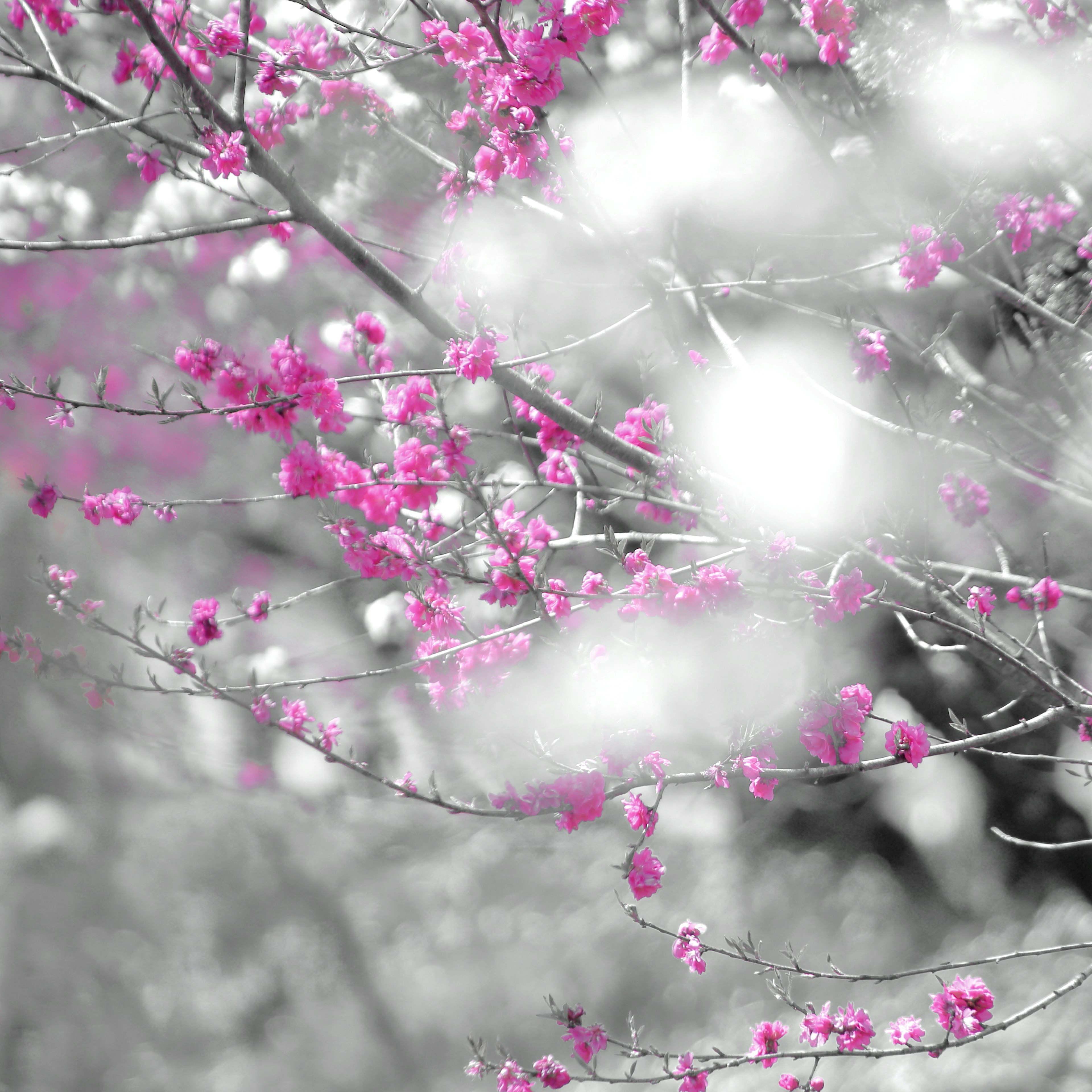 Fiori rosa che sbocciano su rami contro uno sfondo in bianco e nero