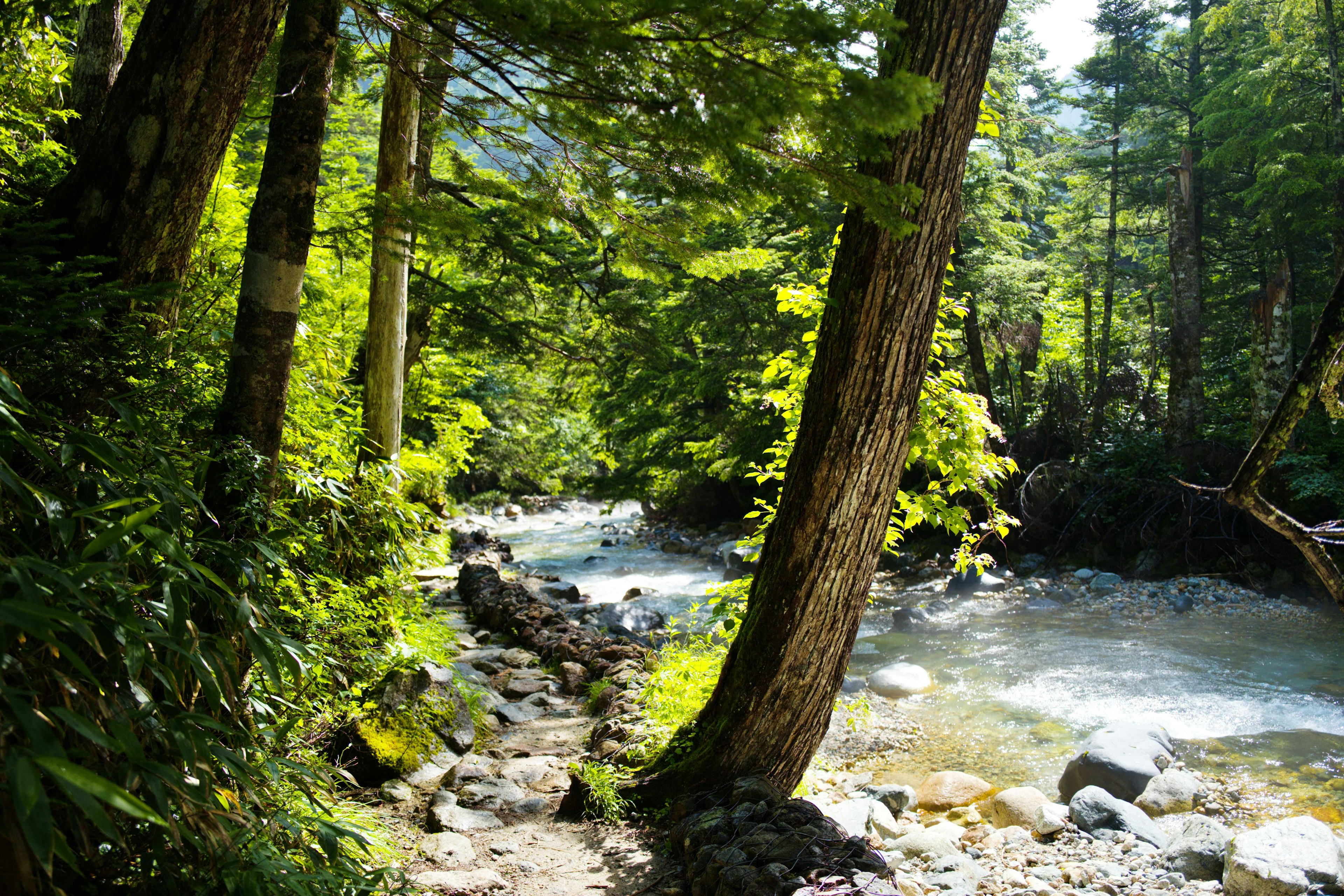 Hutan rimbun dengan aliran sungai dan batu