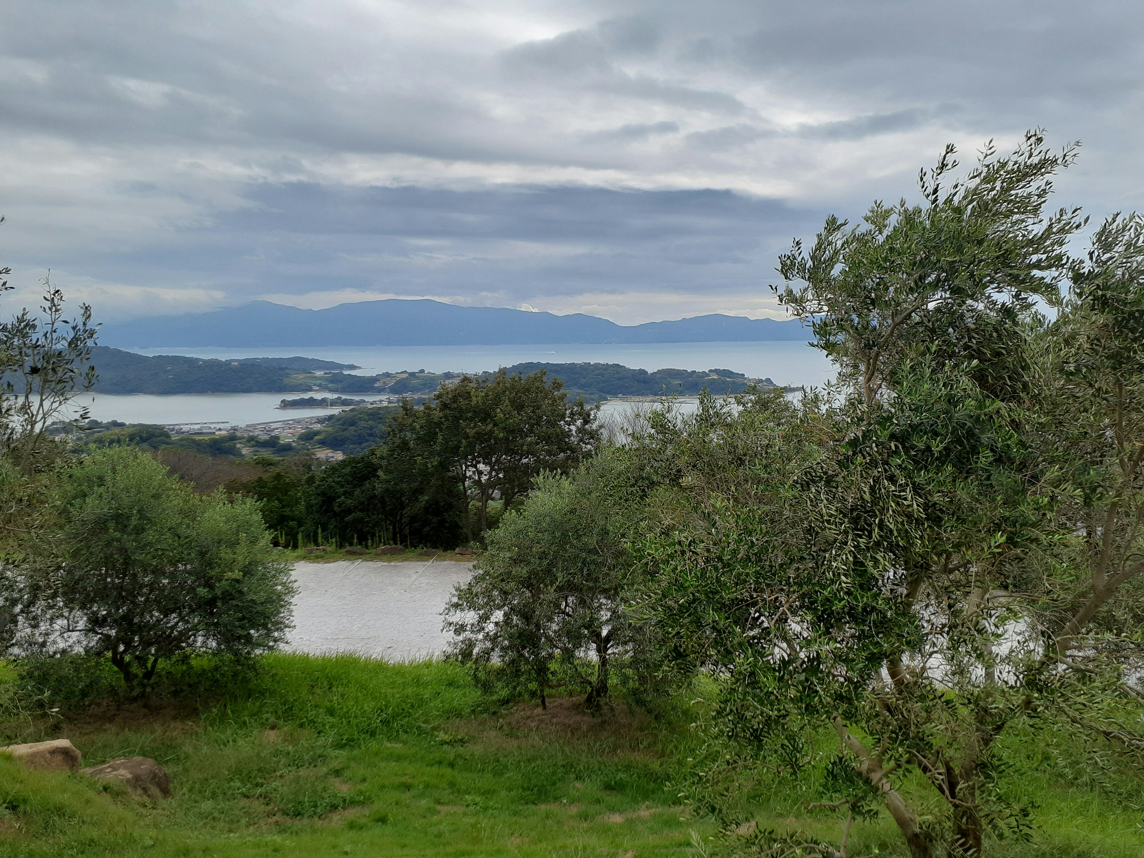 Scenic view of olive trees with a calm lake and mountains in the background