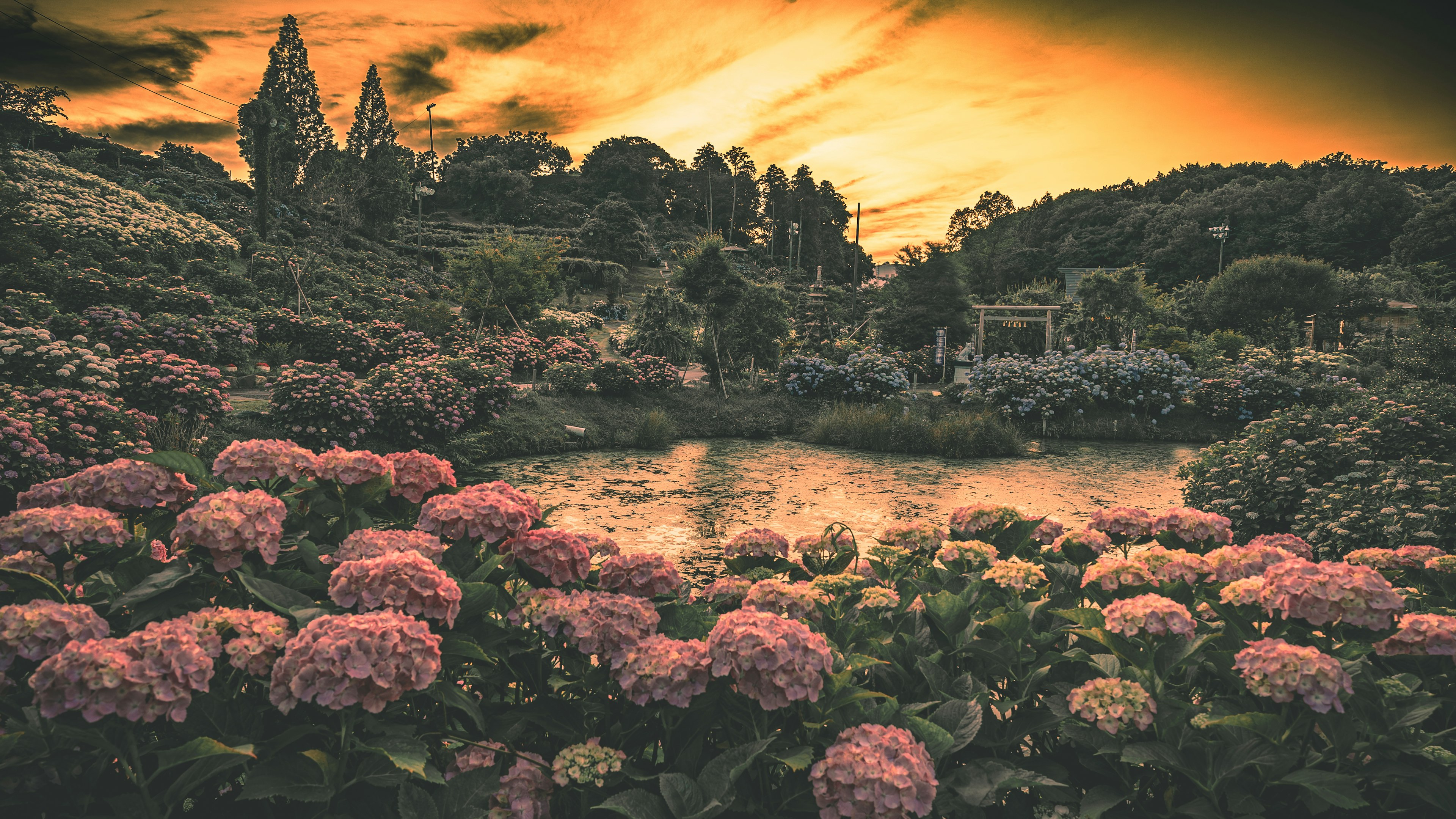 美しい花々と池、夕焼けの空が広がる風景