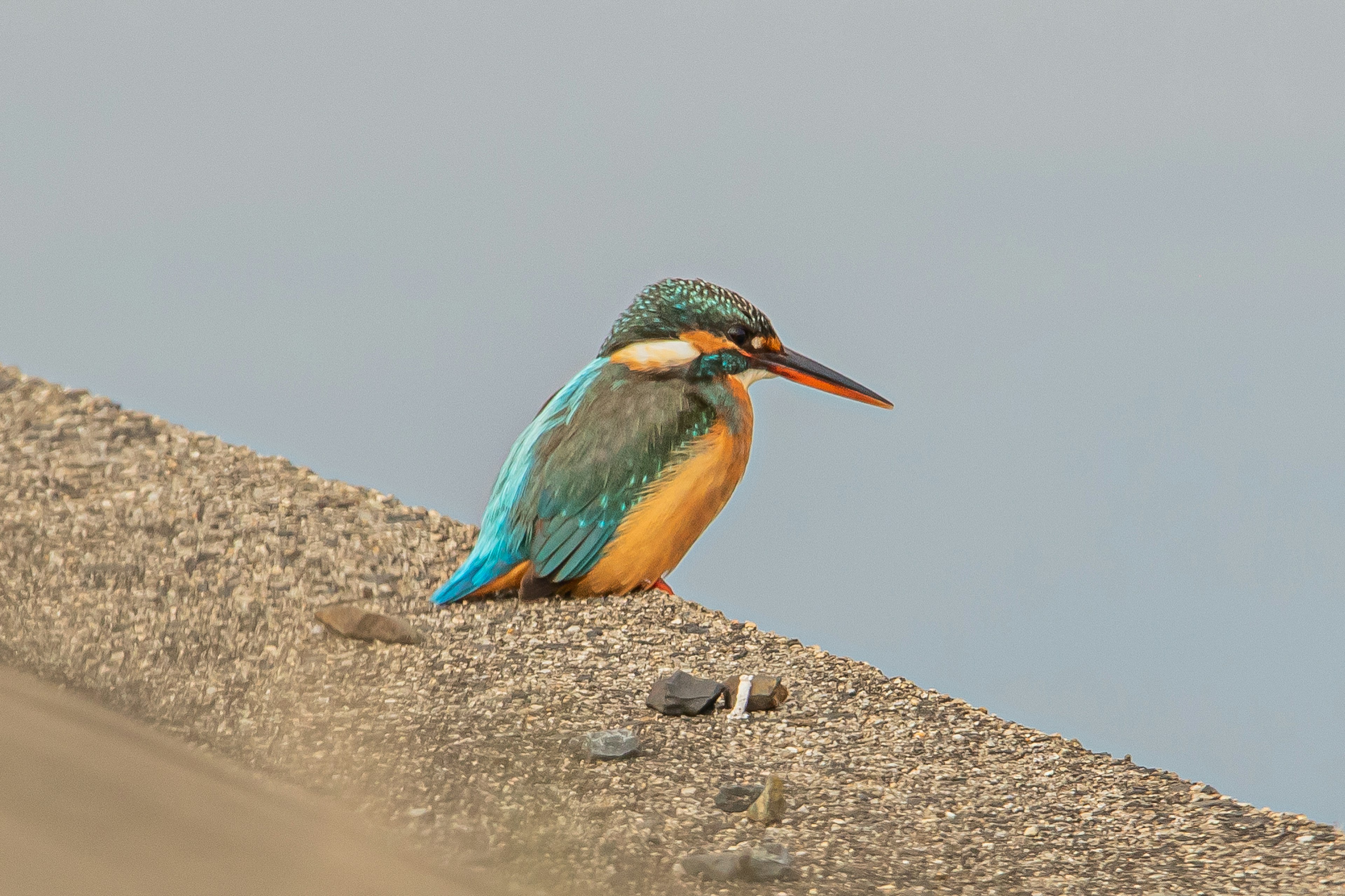 A kingfisher with vibrant blue and orange feathers sitting on a riverbank