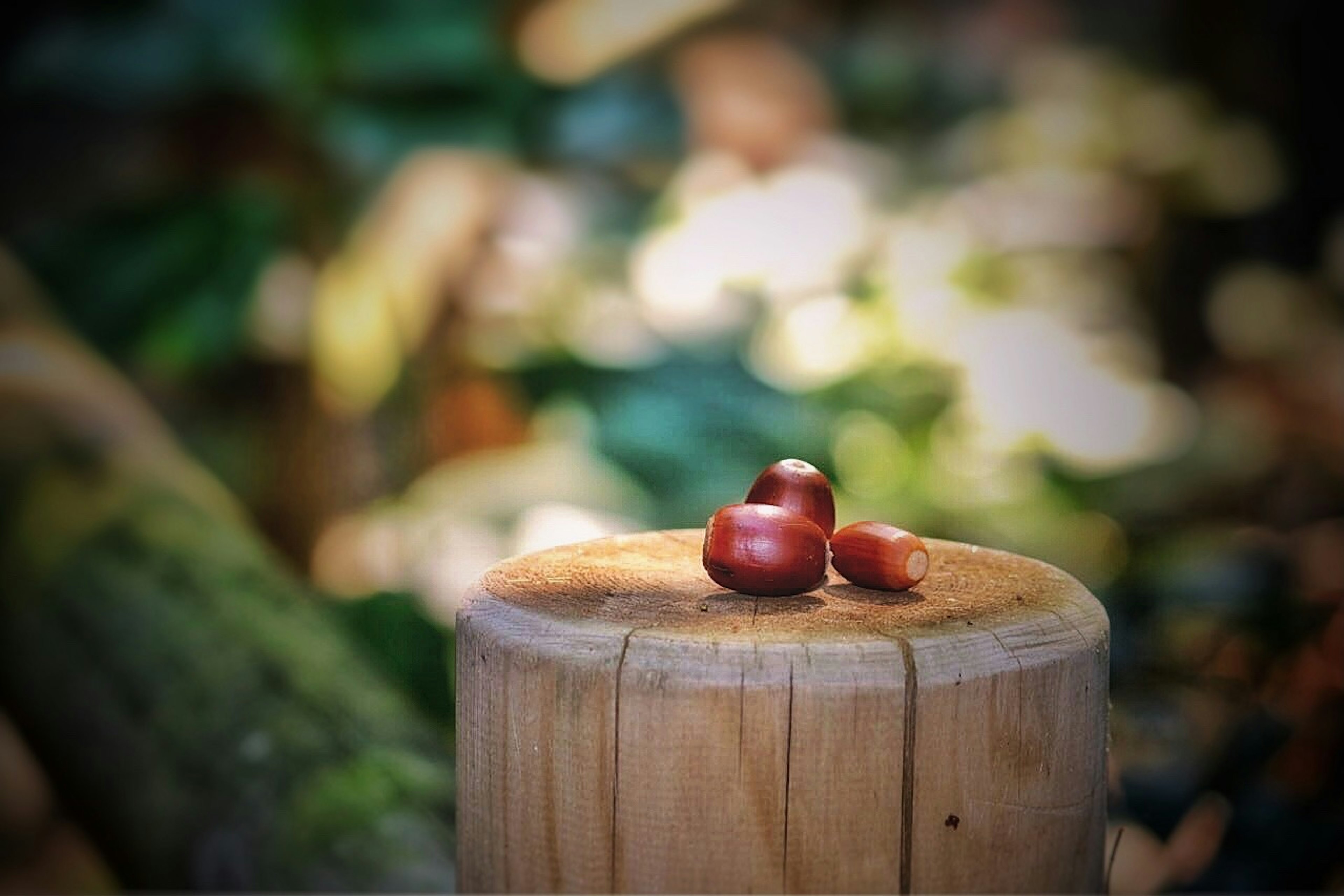 Drei Kastanien auf einem Holzstumpf mit unscharfem grünem Hintergrund