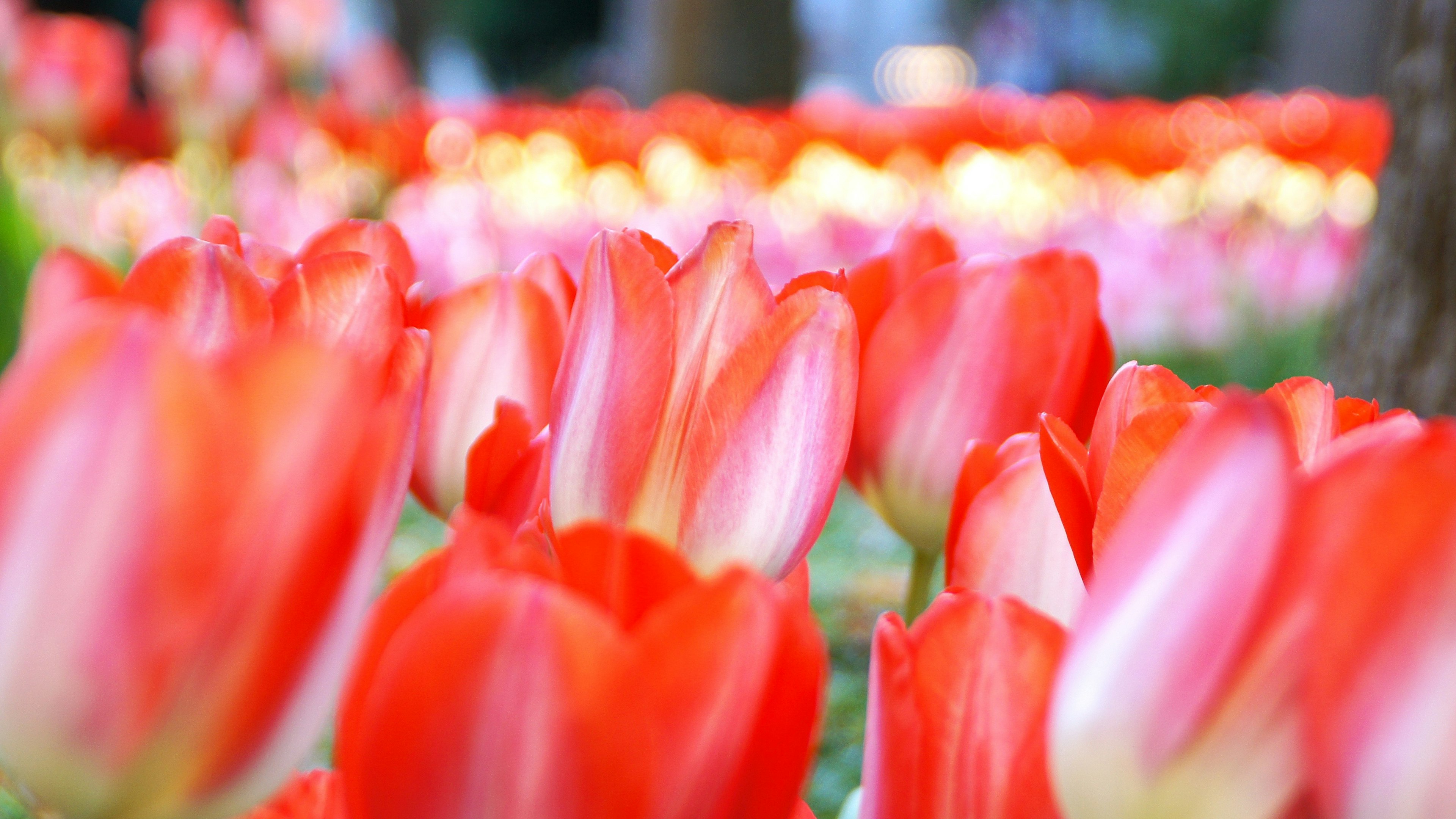 Ladang tulip merah yang cerah dengan gradasi lembut dan latar belakang kabur