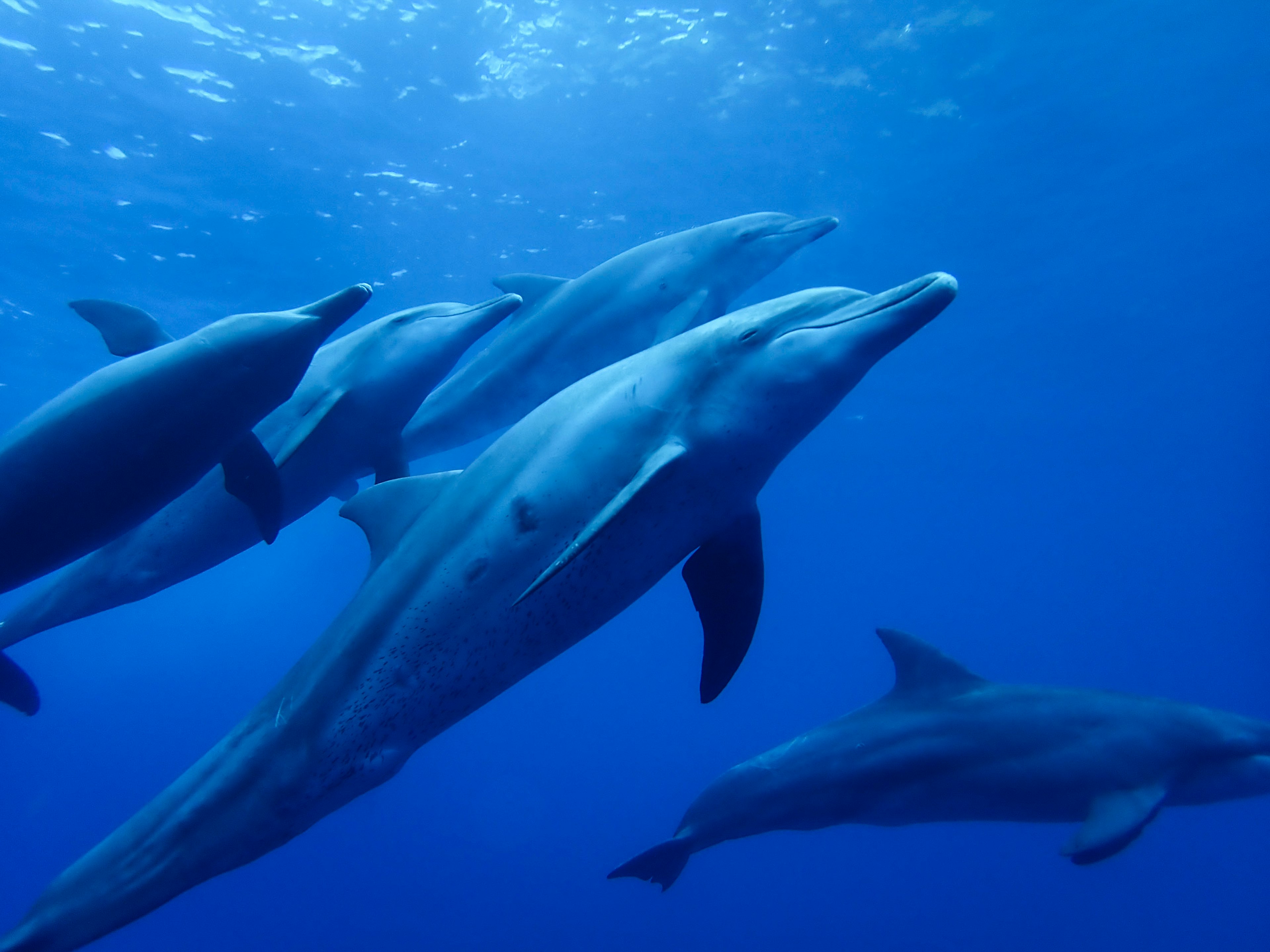 Un grupo de delfines nadando en el océano azul