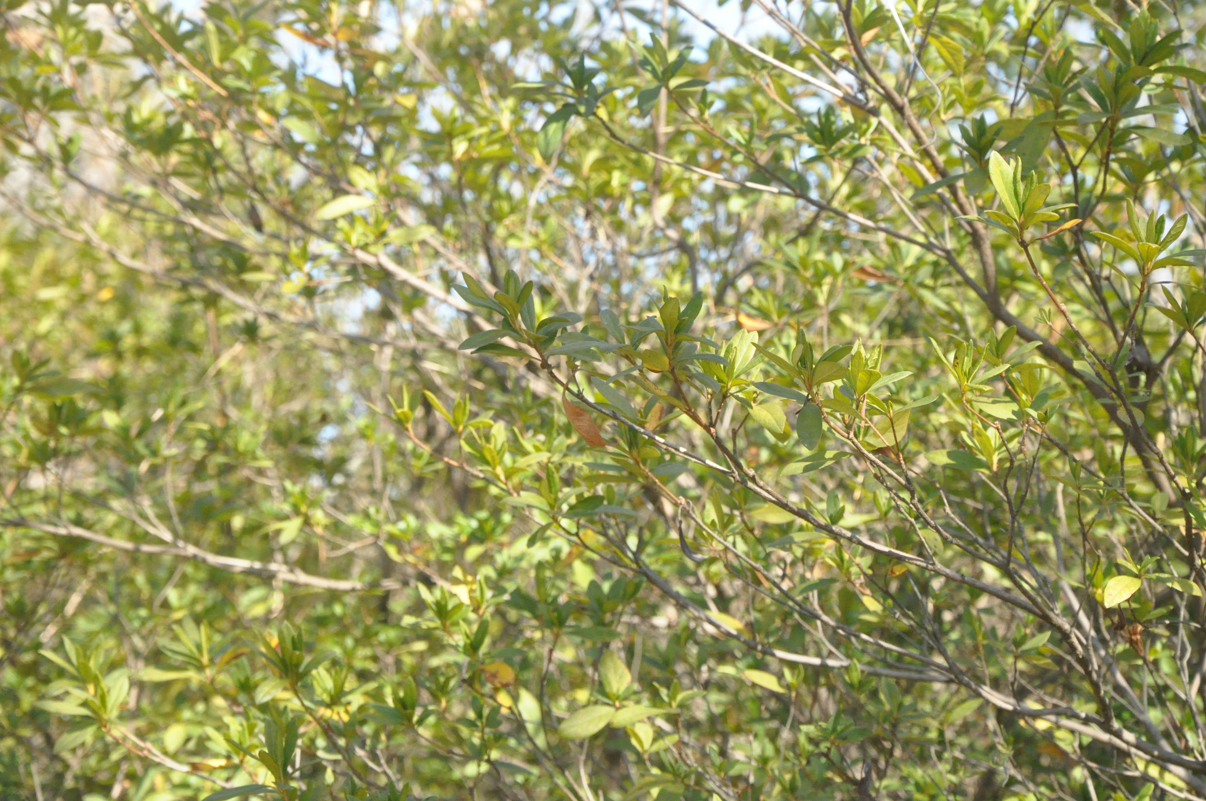 Dense foliage of green leaves in a natural setting