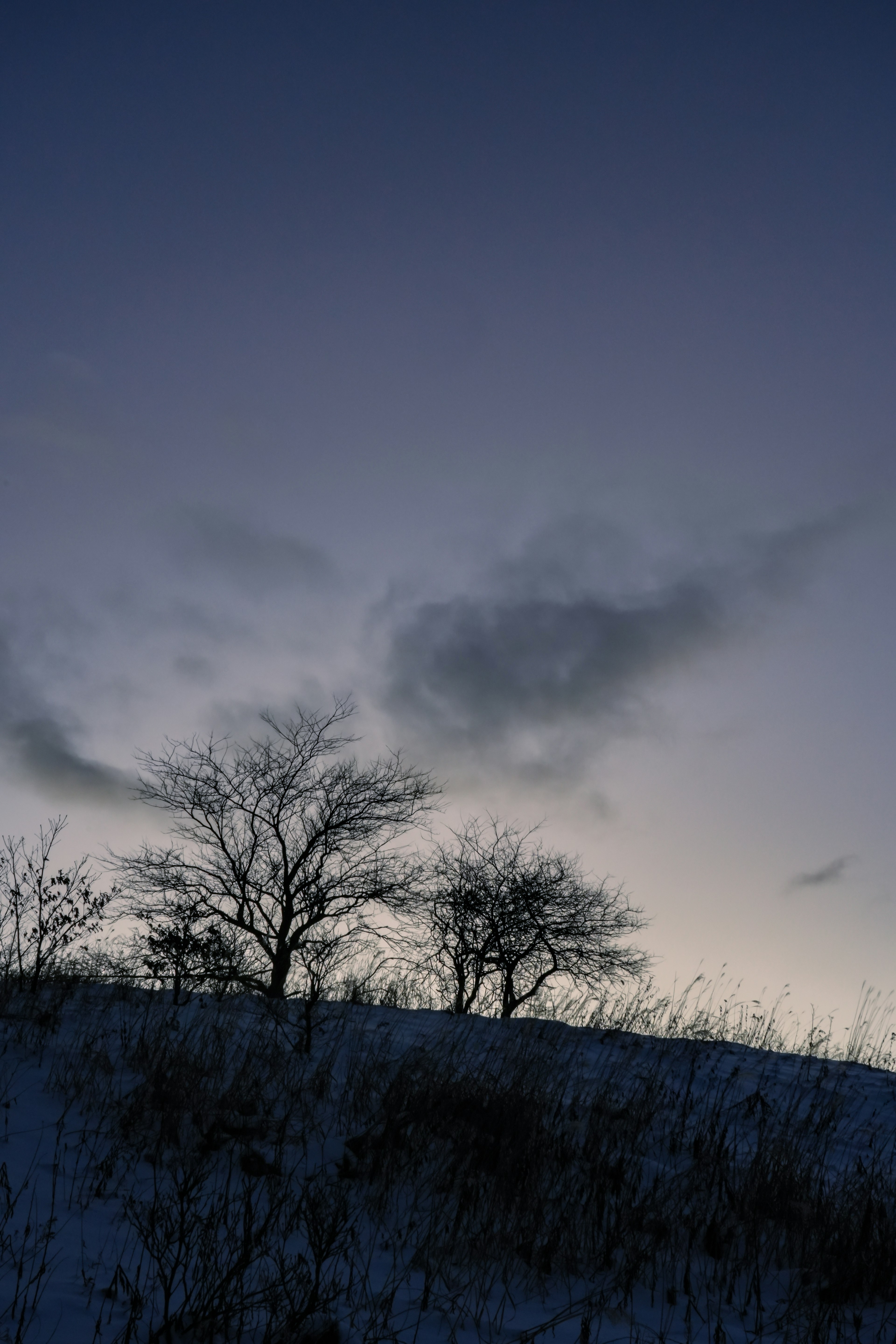 雪に覆われた丘の上に立つ木々のシルエットが夕暮れの空に映える