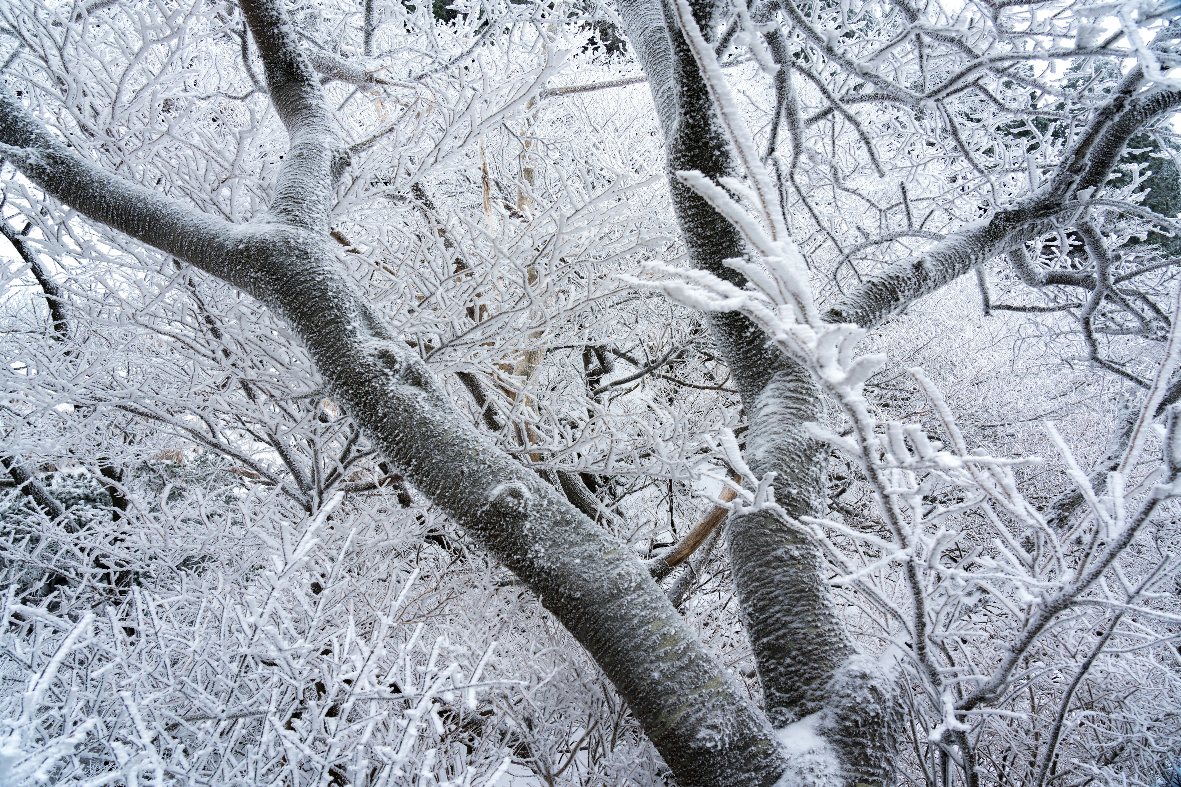 Nahaufnahme von Baumästen und Stamm, die mit Schnee bedeckt sind