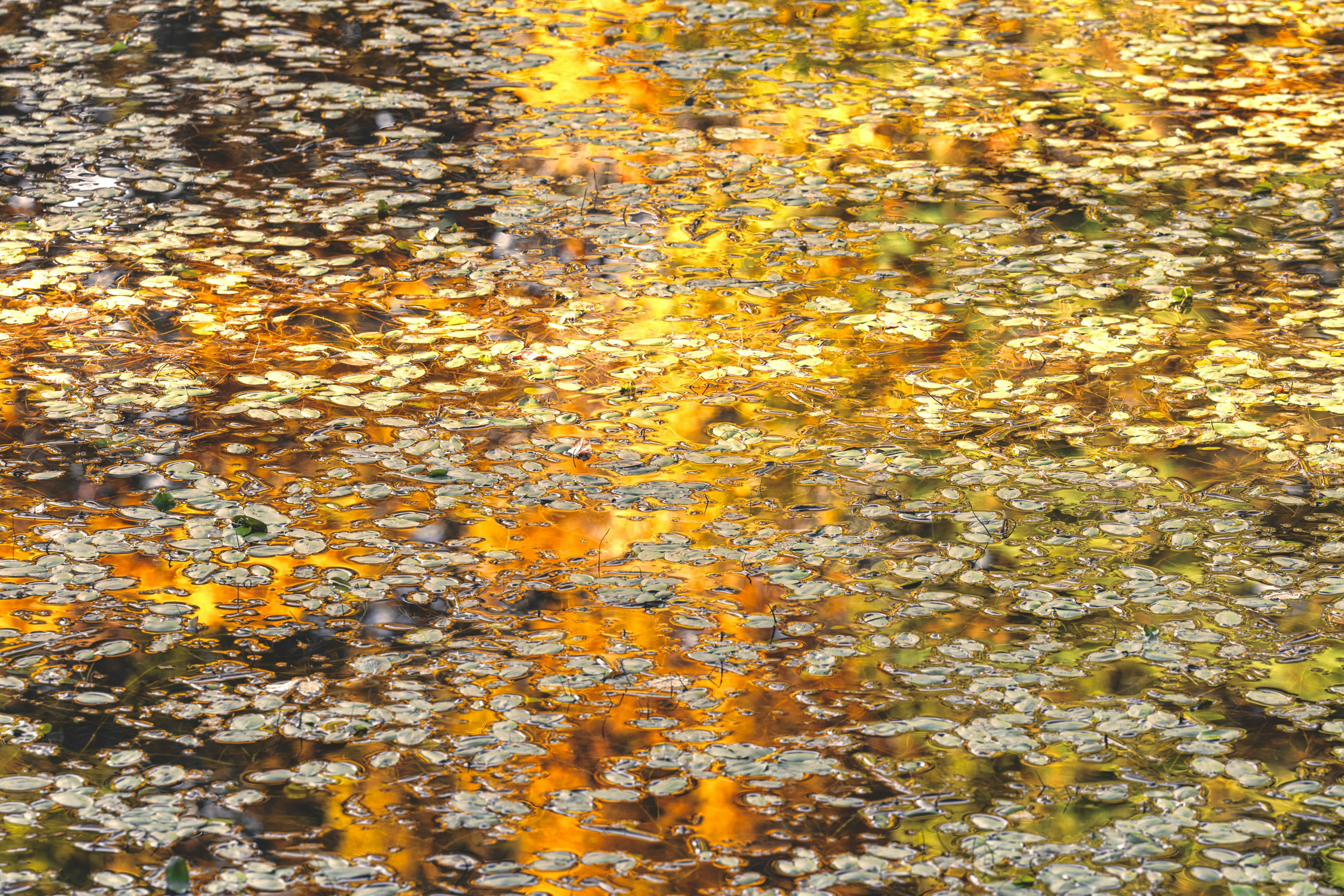 Hermosa escena de otoño con reflejos de hojas naranjas y amarillas en la superficie del agua