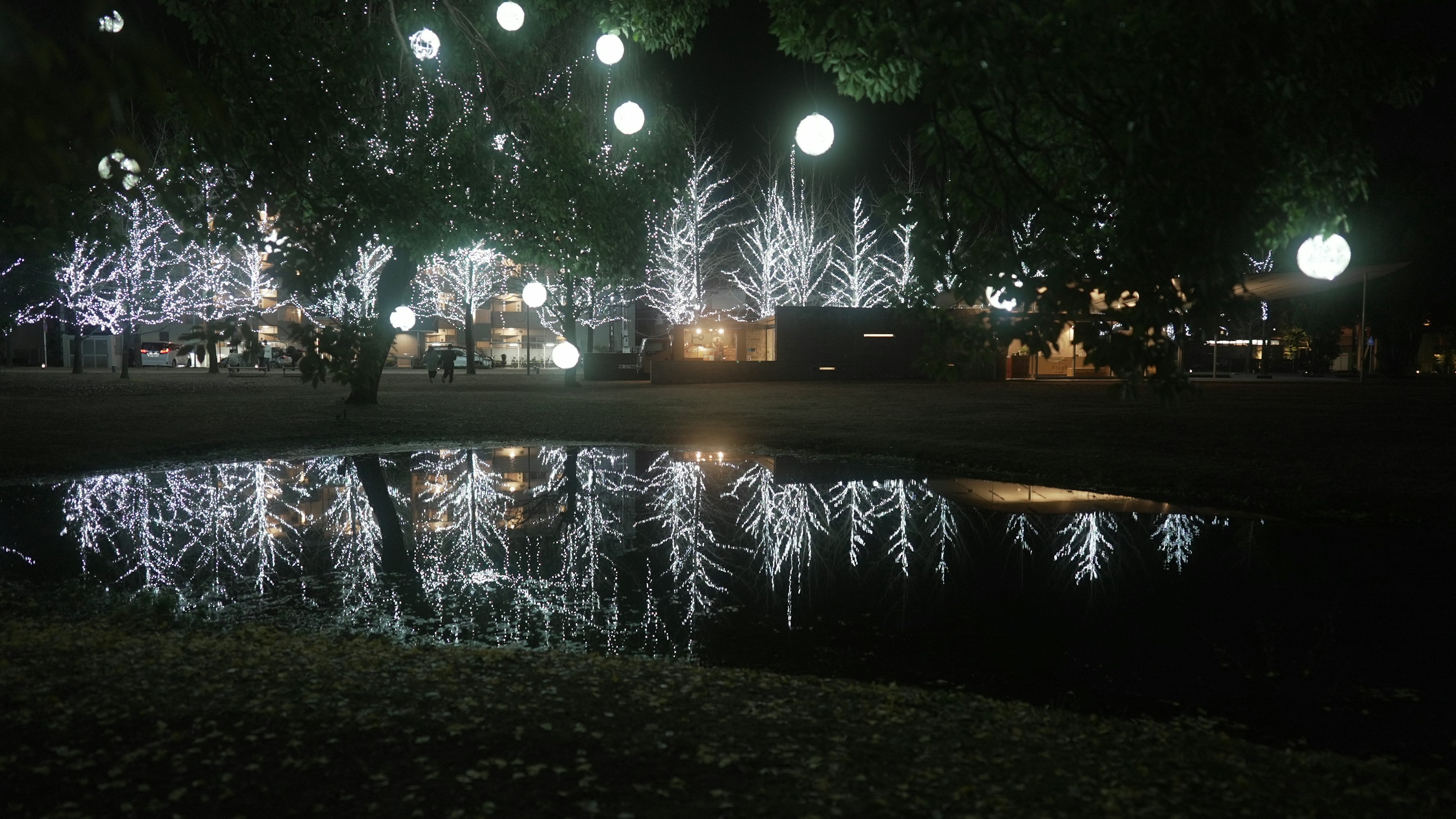 夜の公園に映る光る木々と水面の反射