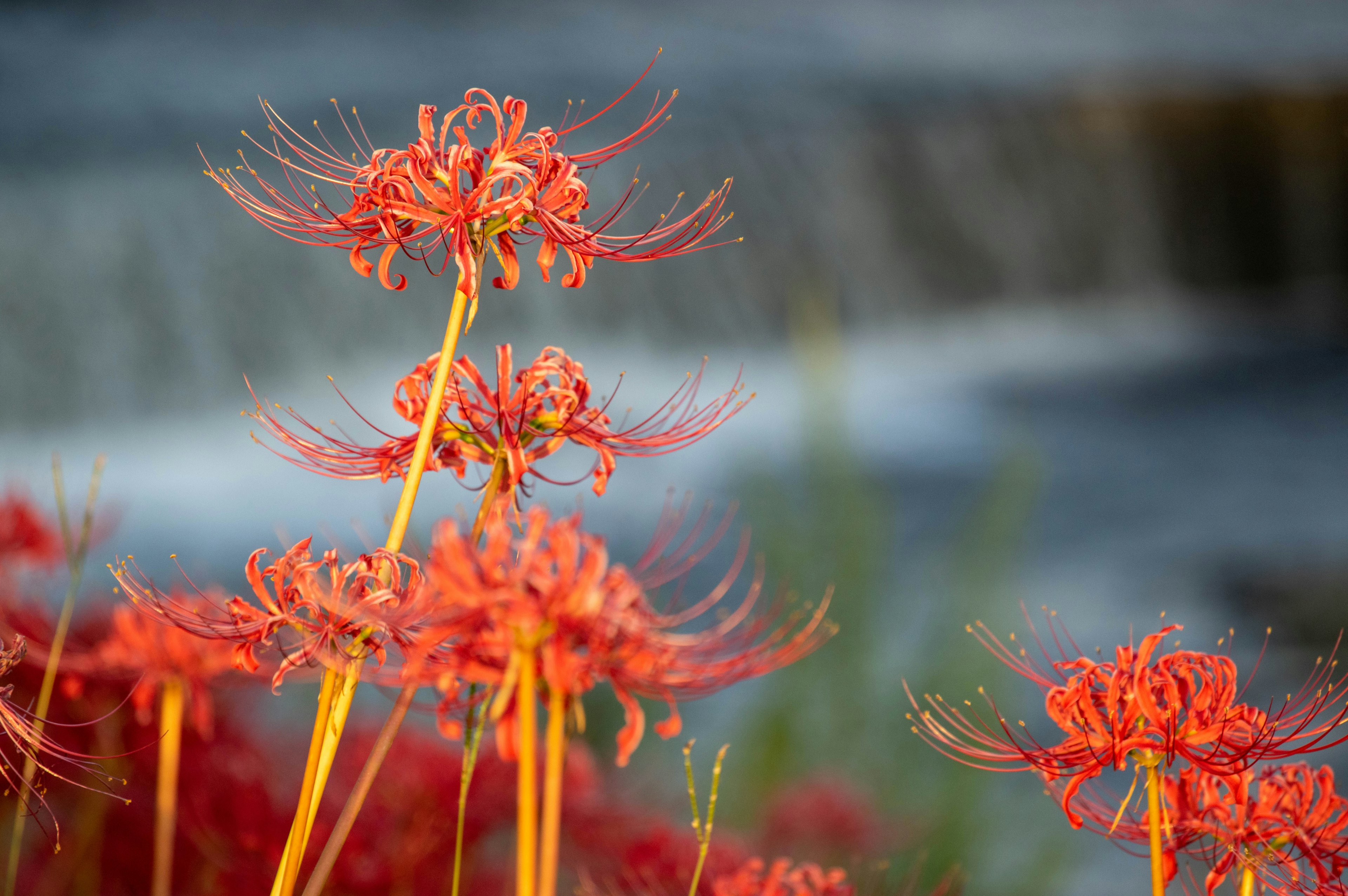 Red spider lilies blooming with a waterfall in the background