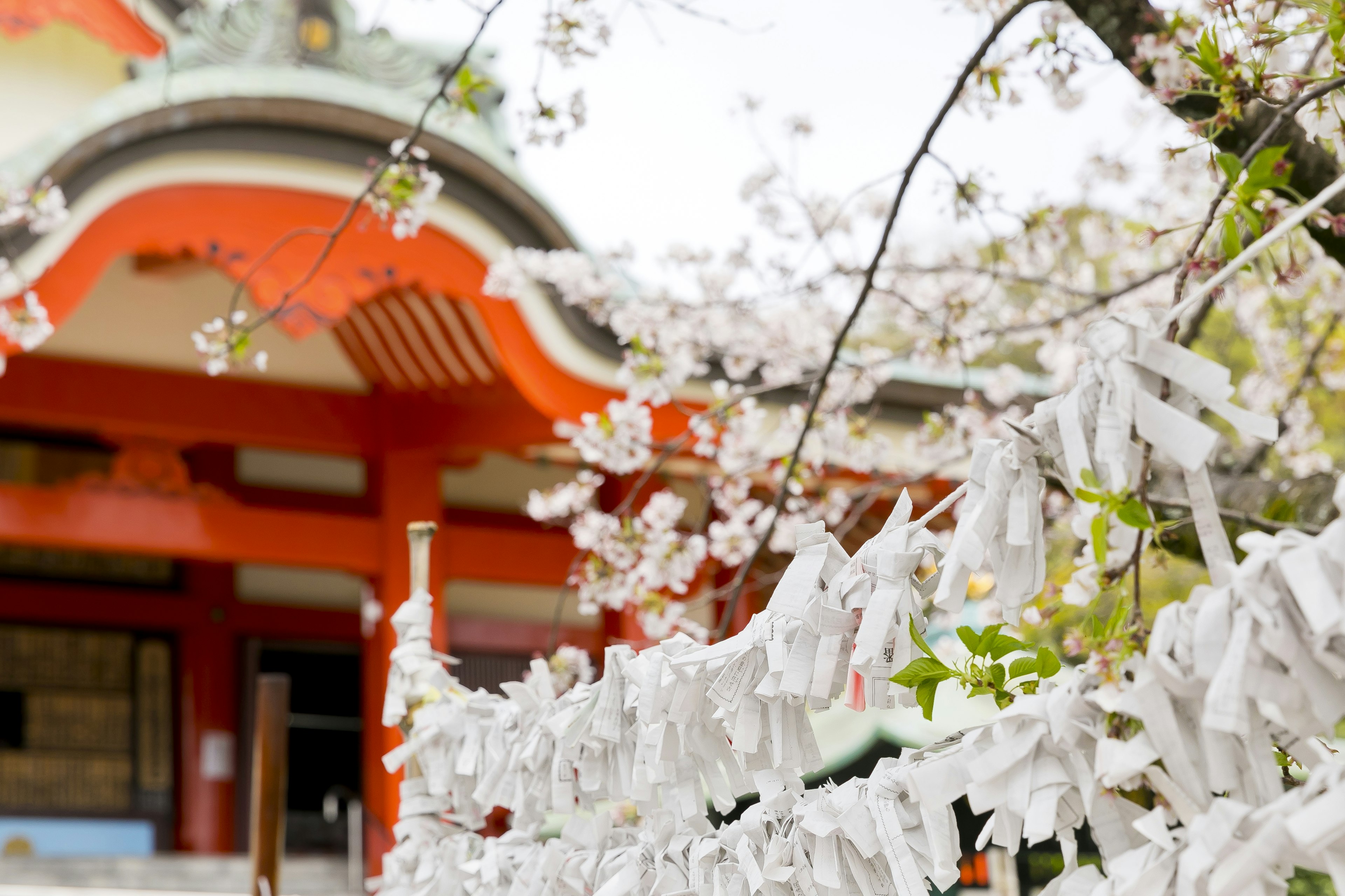 Scenic view of a shrine with cherry blossoms and white omikuji