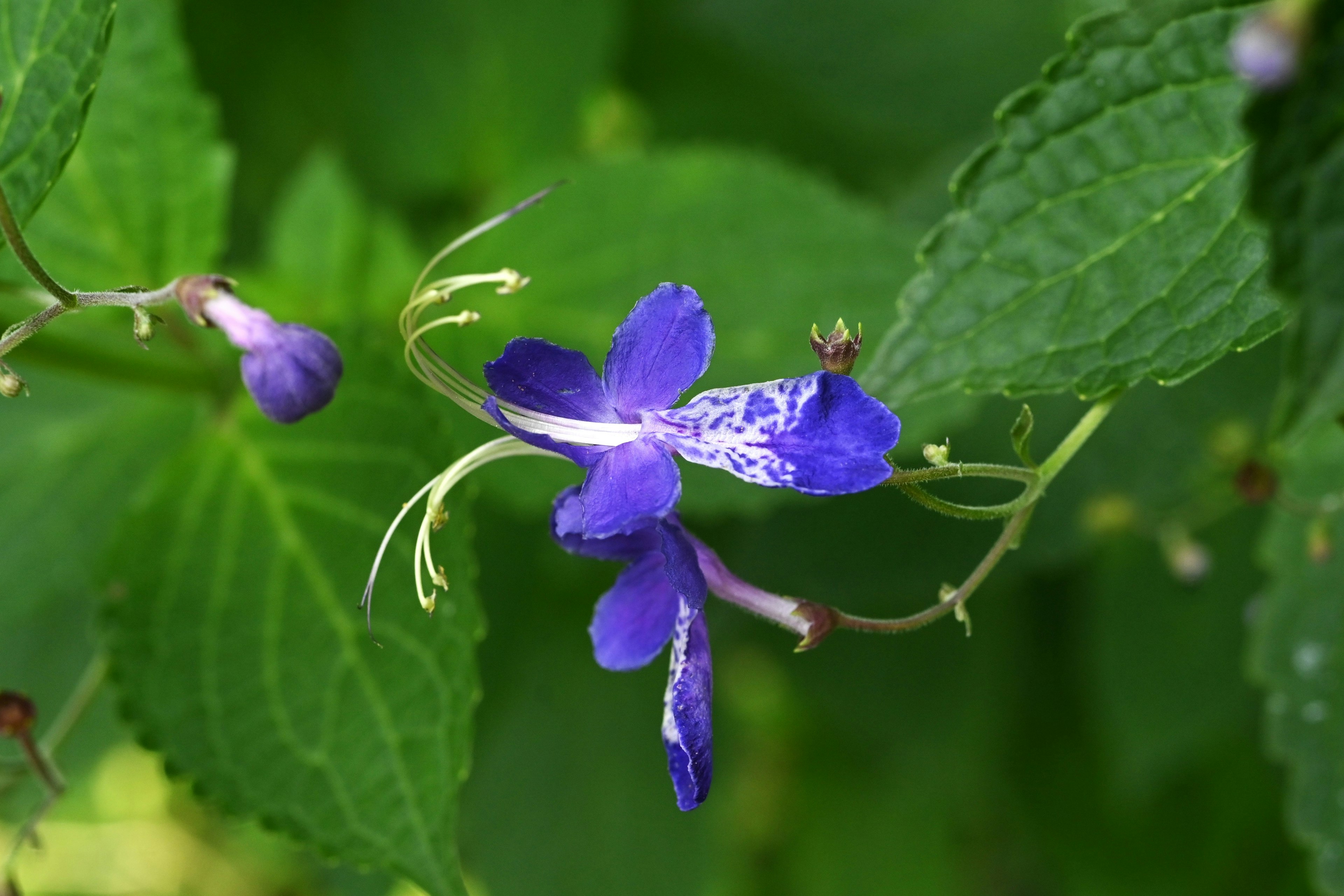 Lila Blume, die zwischen grünen Blättern mit schlanken Stielen blüht