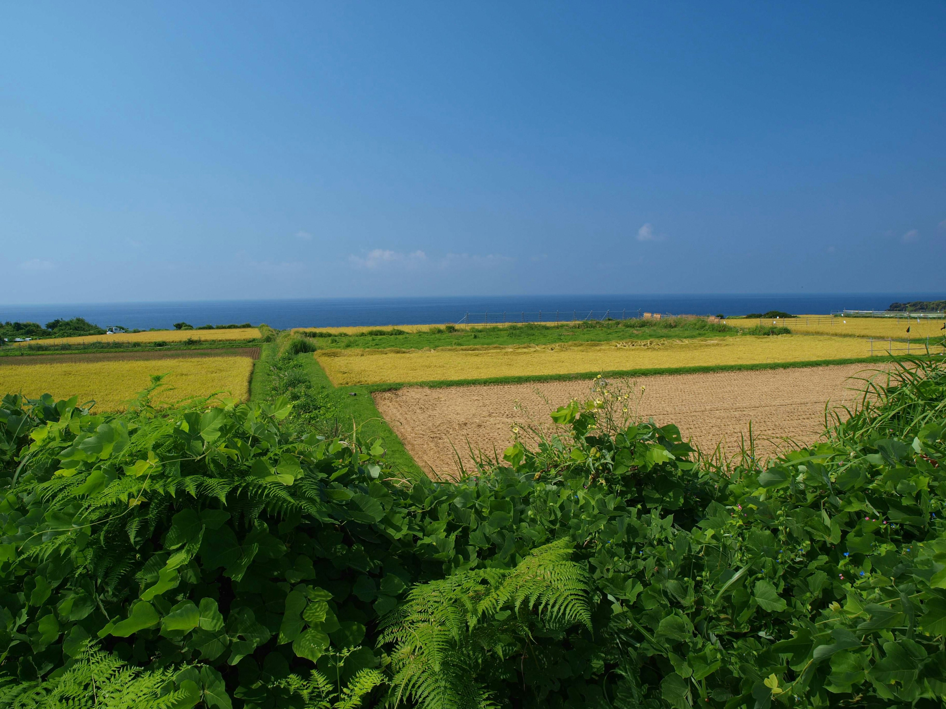 Campos verdes exuberantes bajo un cielo azul claro con vistas al océano