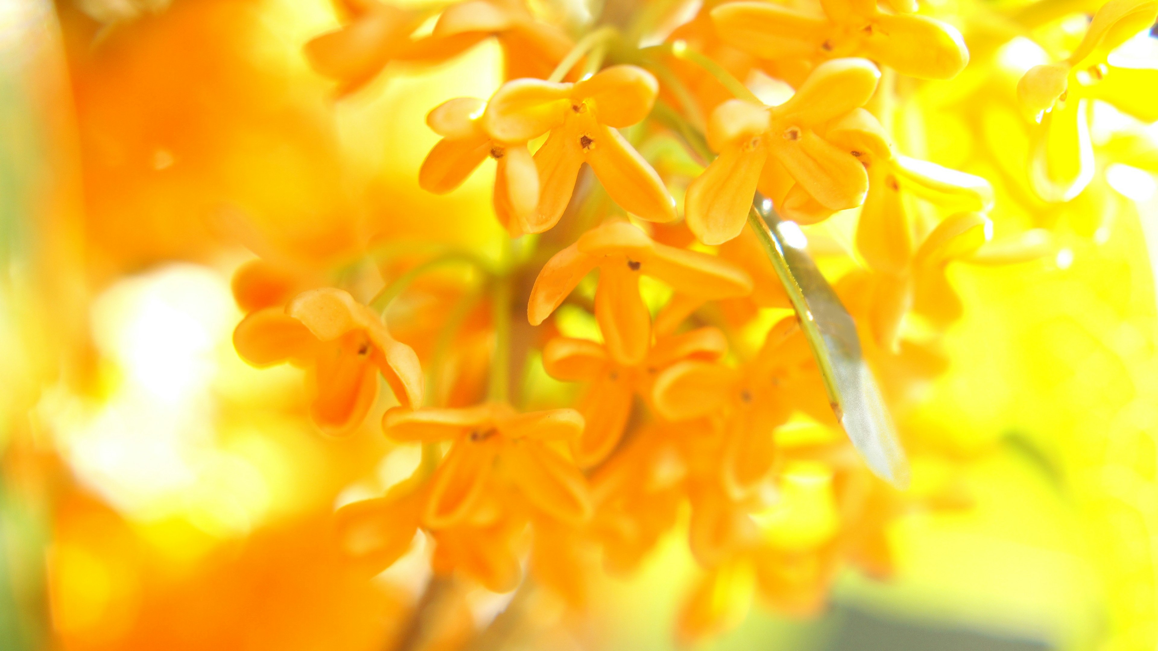 Foto en primer plano de flores naranjas vibrantes desenfocadas