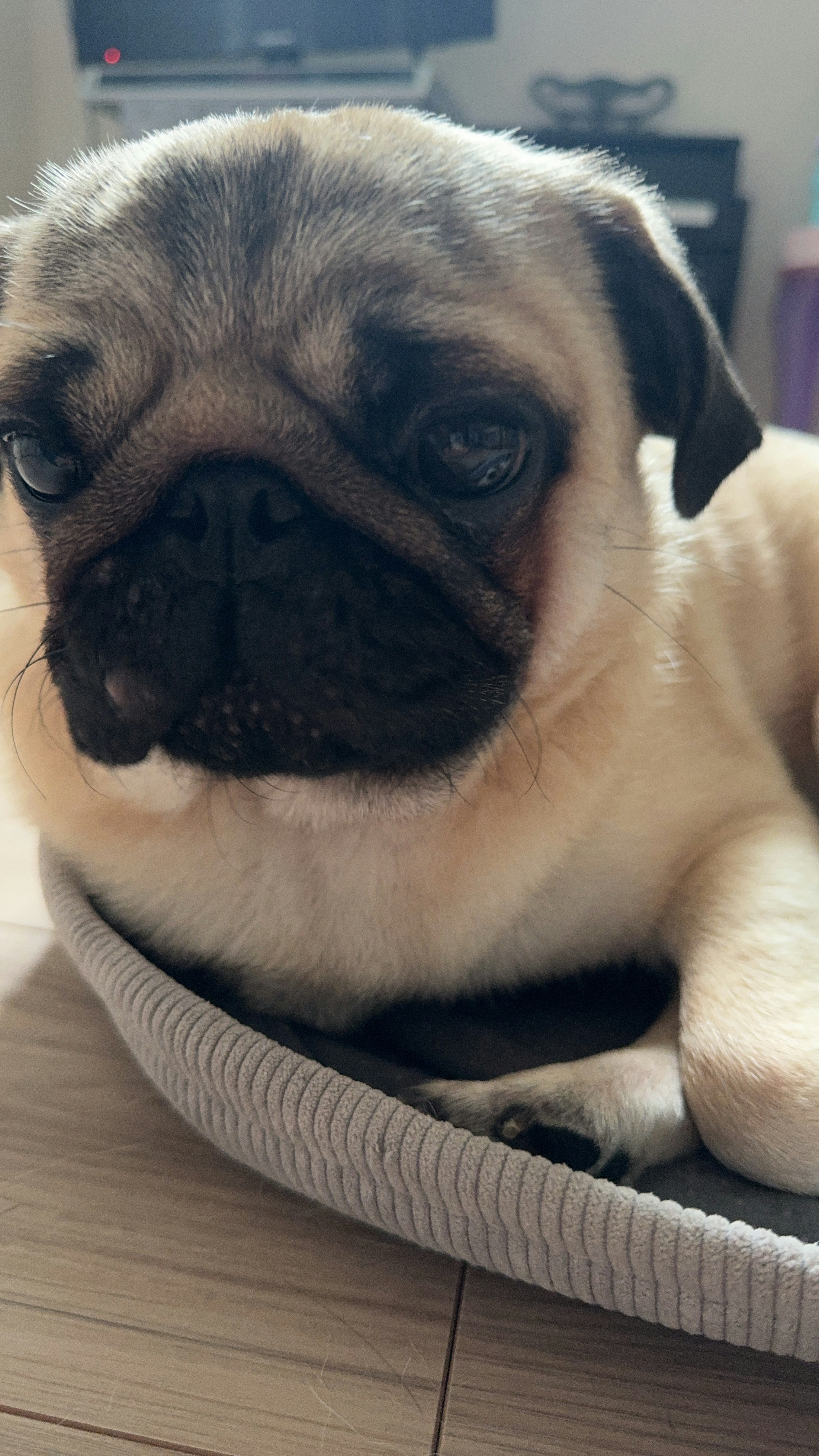 A cute pug resting on a bed