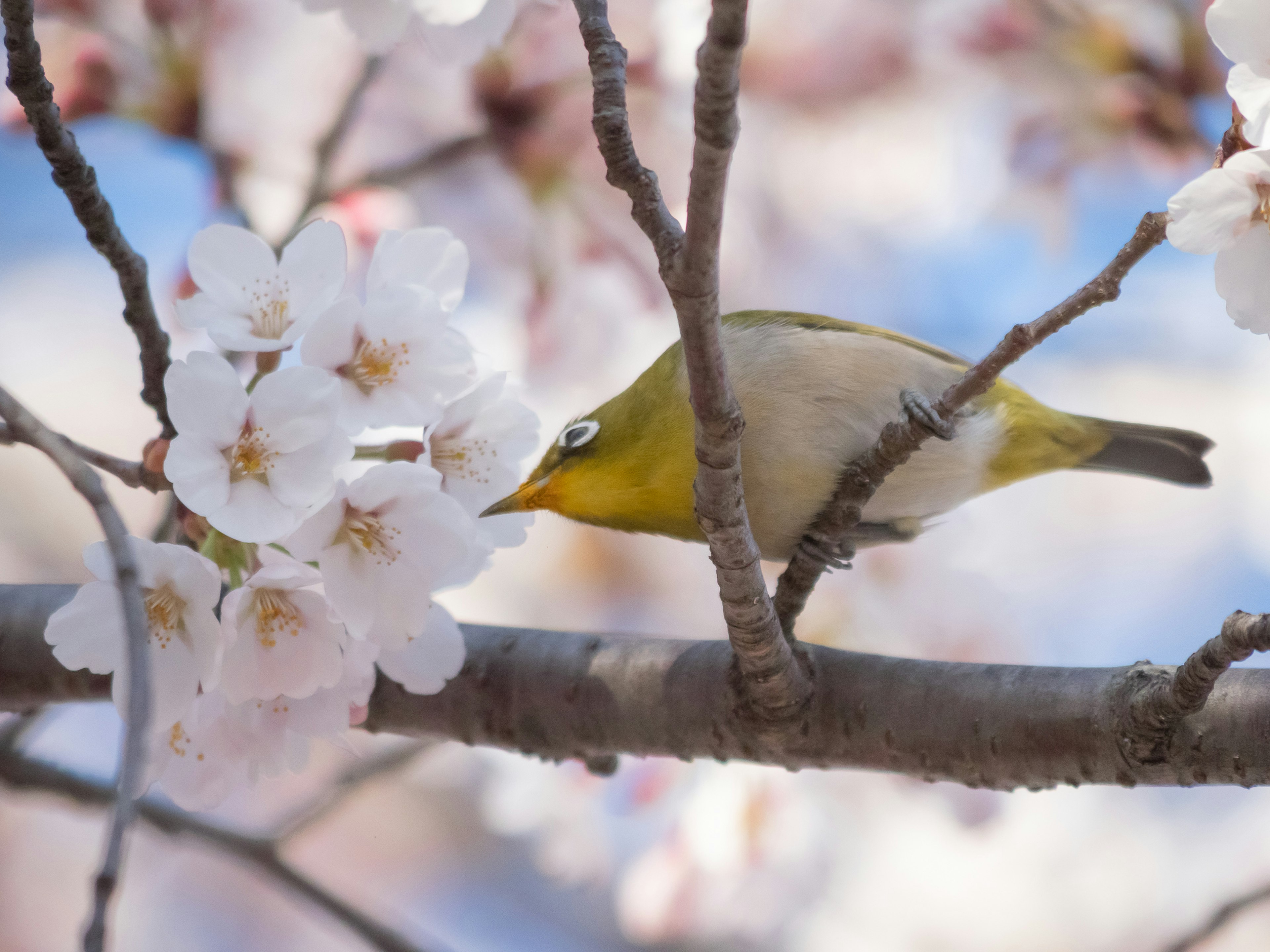 桜の花の間にいるメジロの鳥が花をついばんでいる