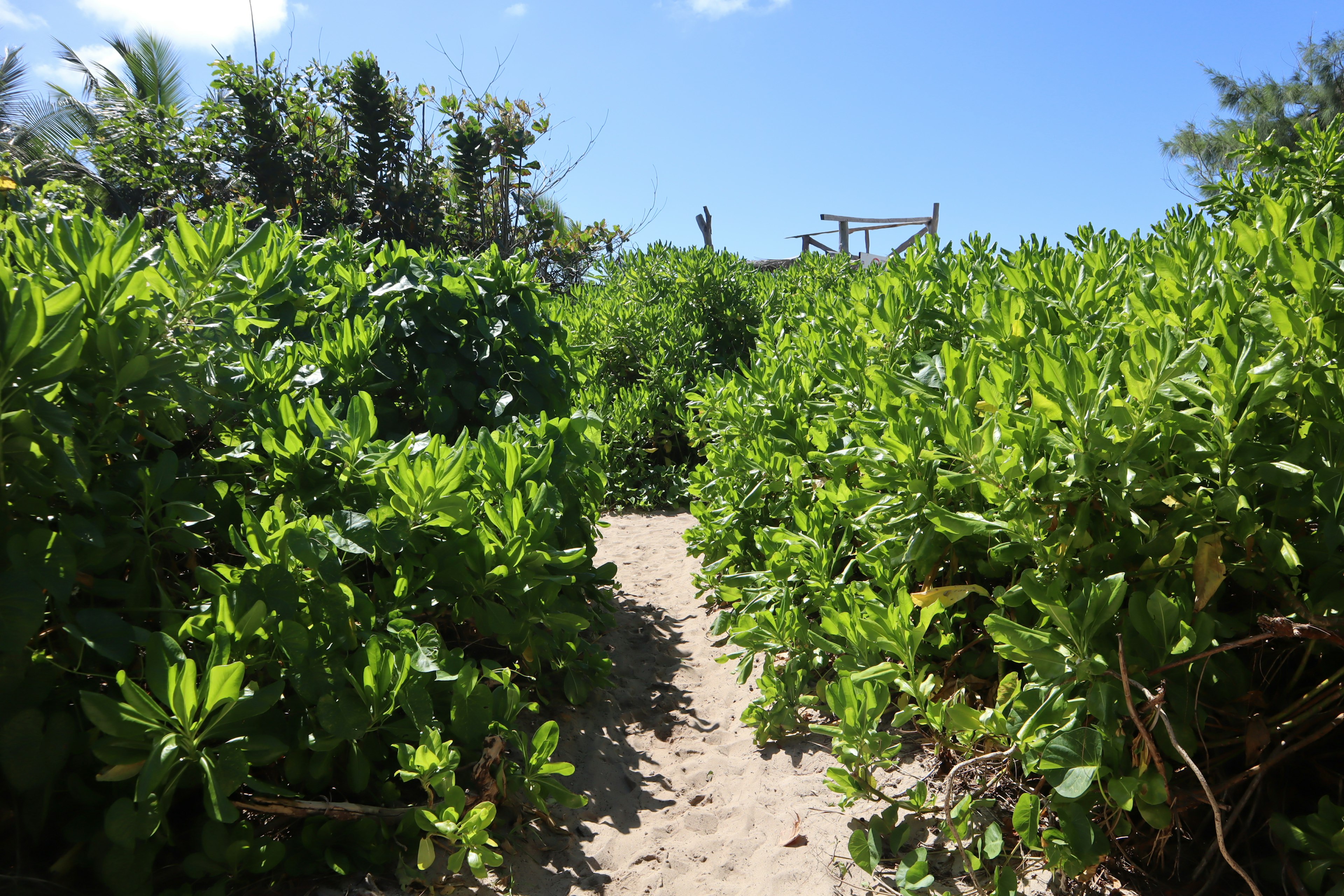 Narrow sandy path surrounded by lush green vegetation