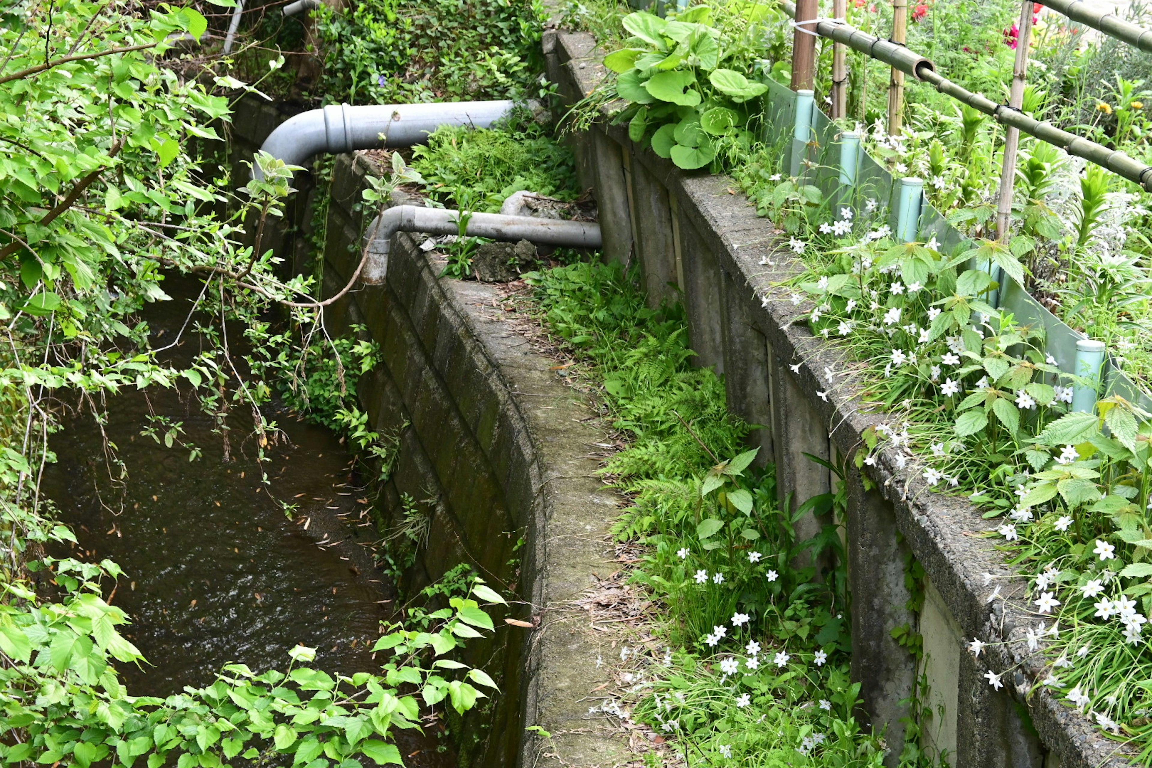 緑の植物に囲まれた小さな水路とコンクリートの歩道