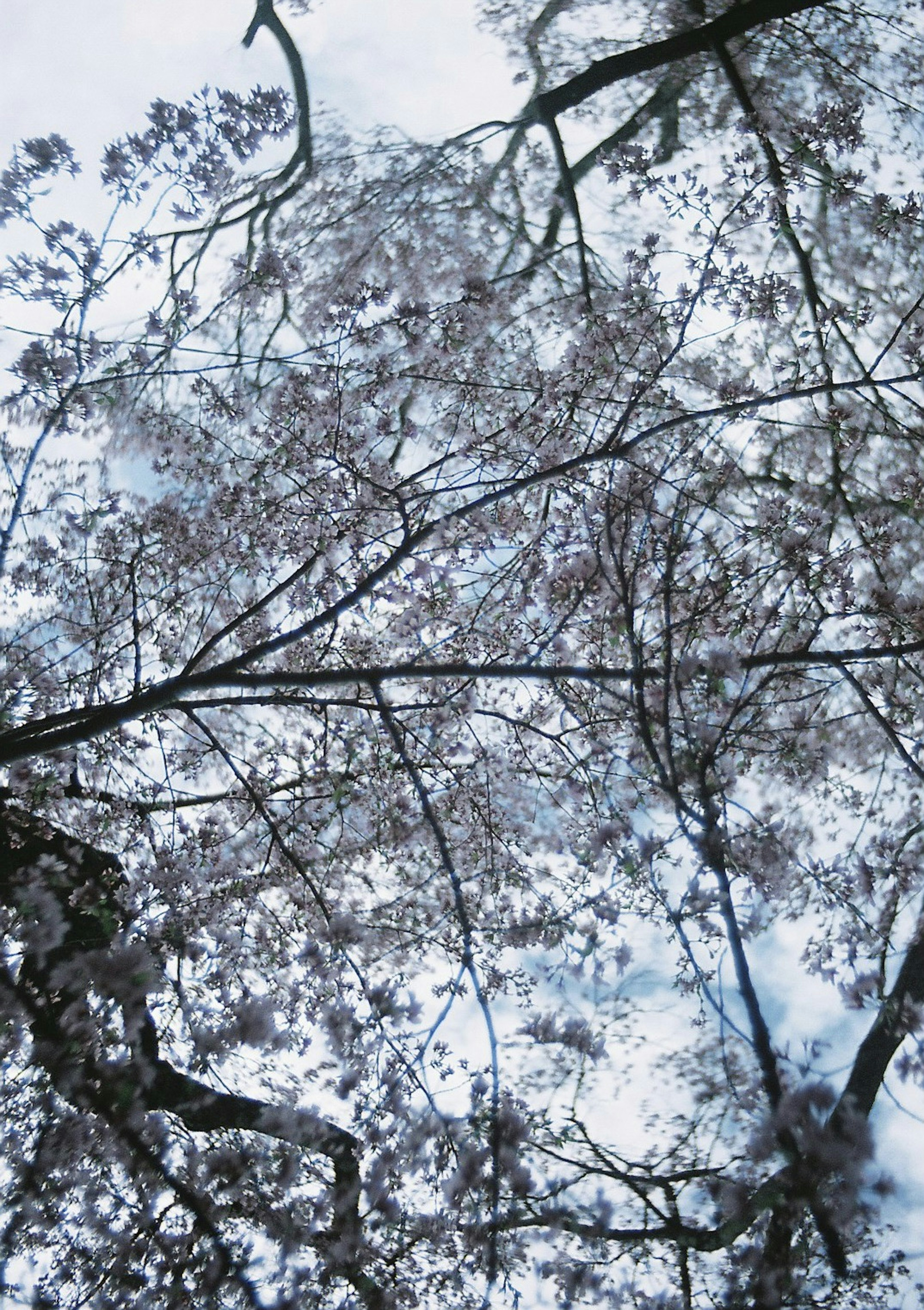 桜の花が咲いている木の下からの視点