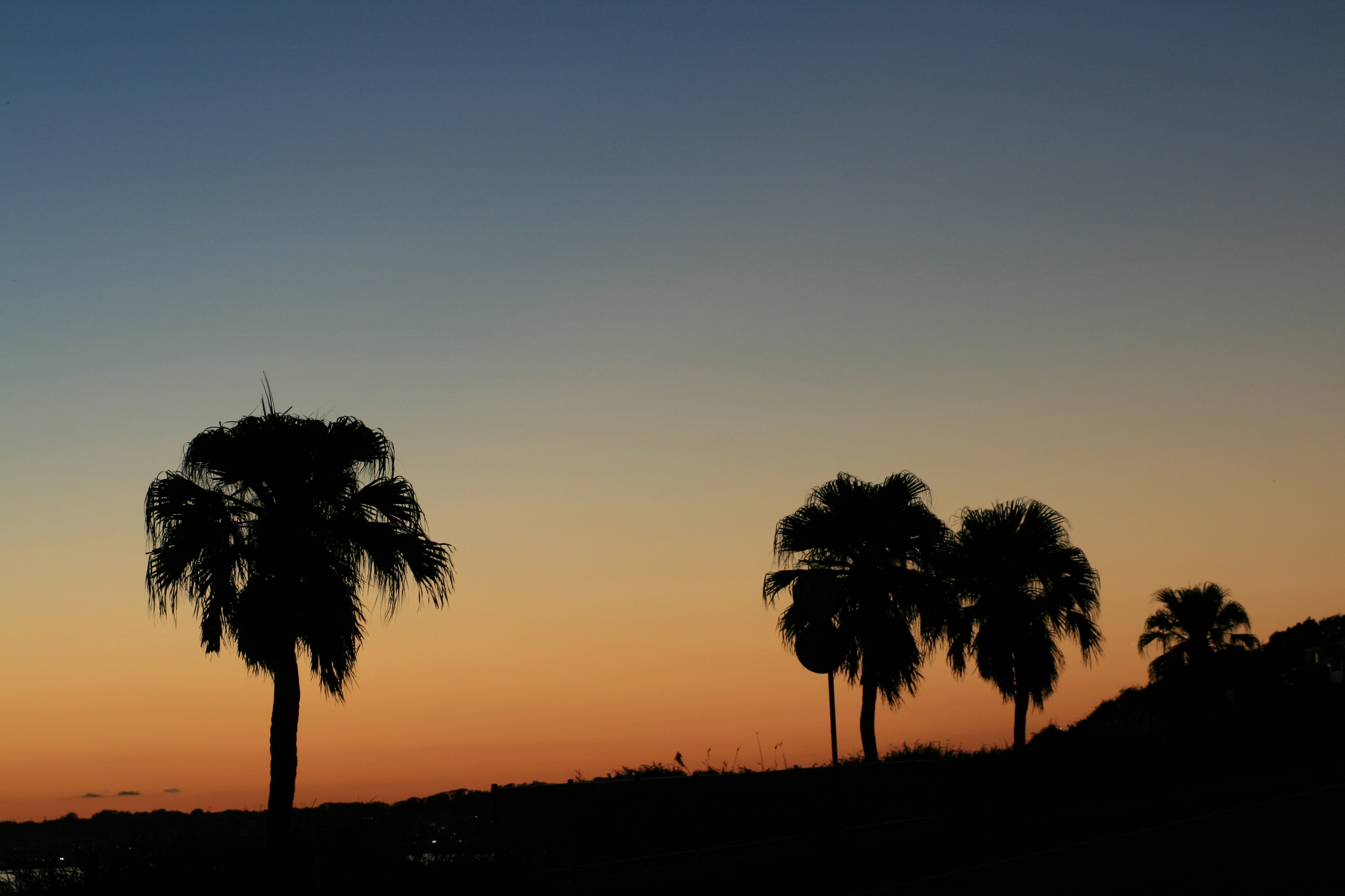 Silhouetted palm trees against a sunset sky