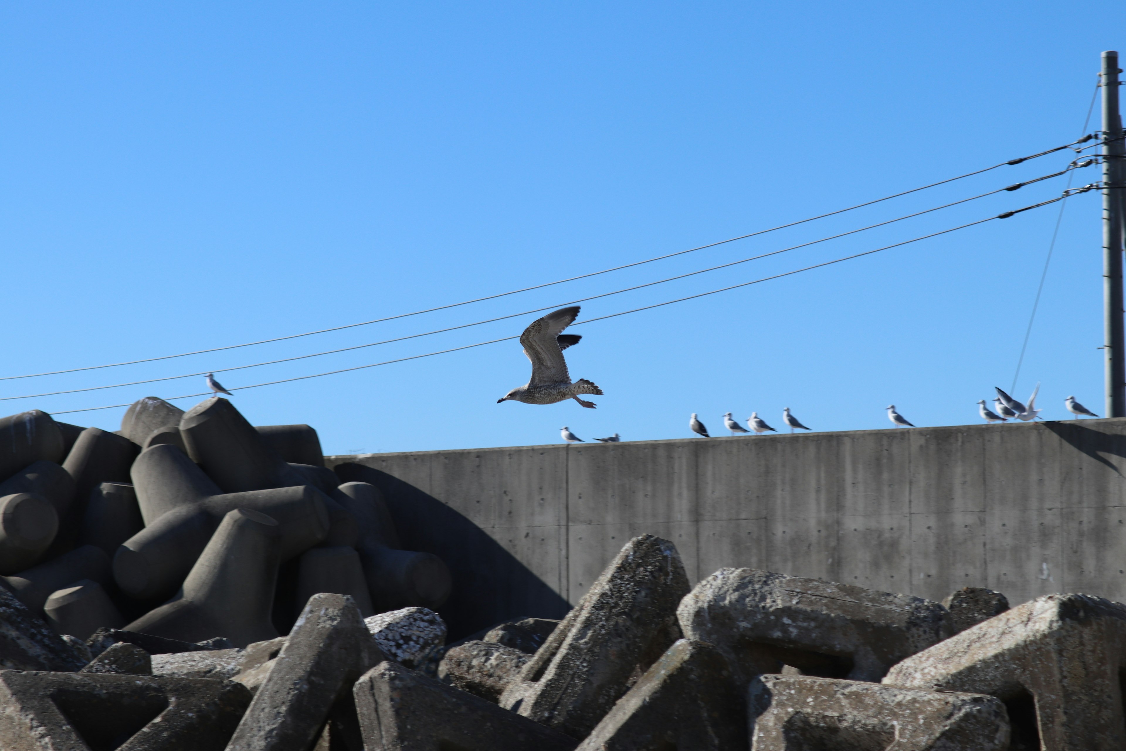 Burung camar terbang di bawah langit biru dengan blok beton di latar depan