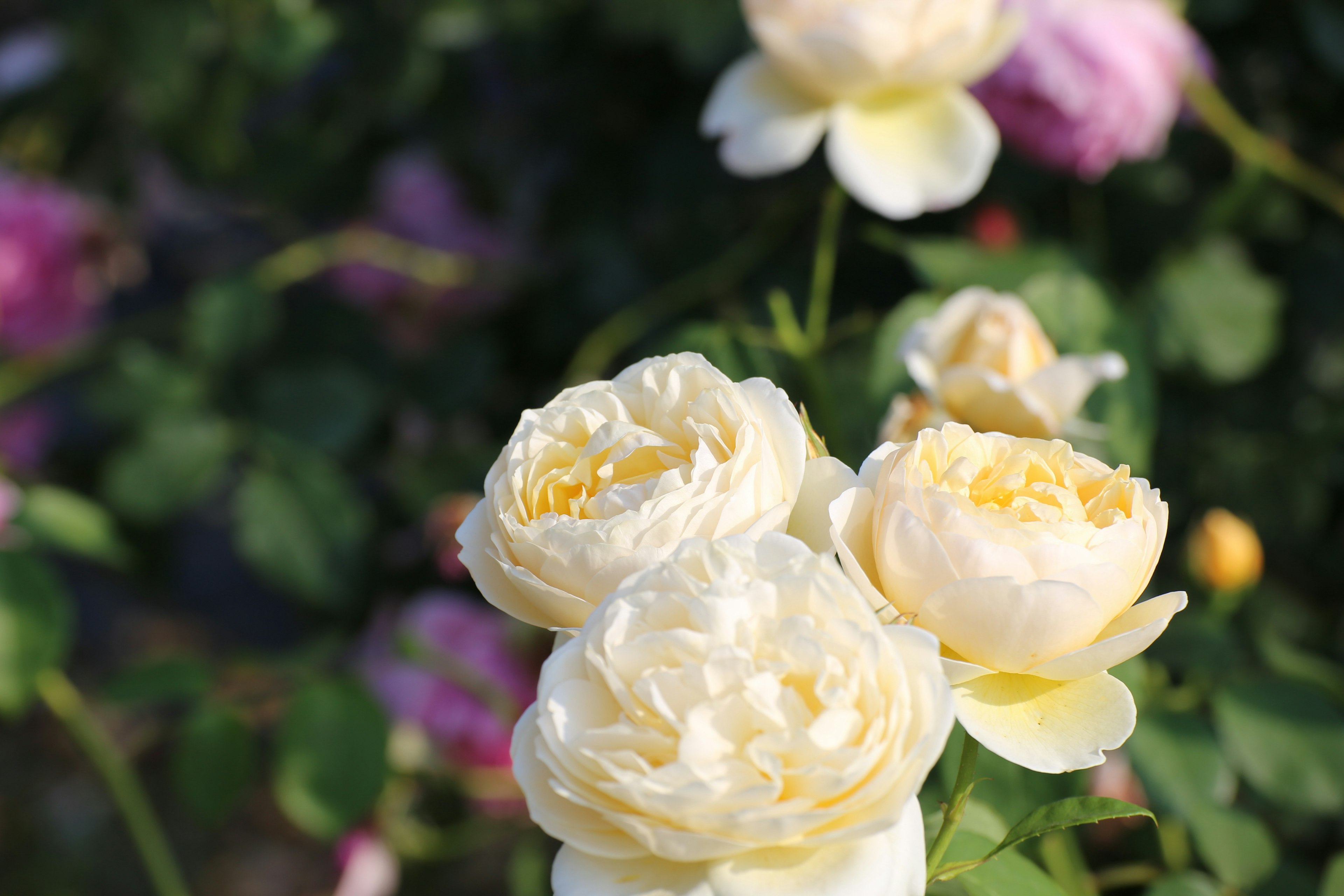 Gros plan de roses jaunes pâles en fleurs dans un jardin